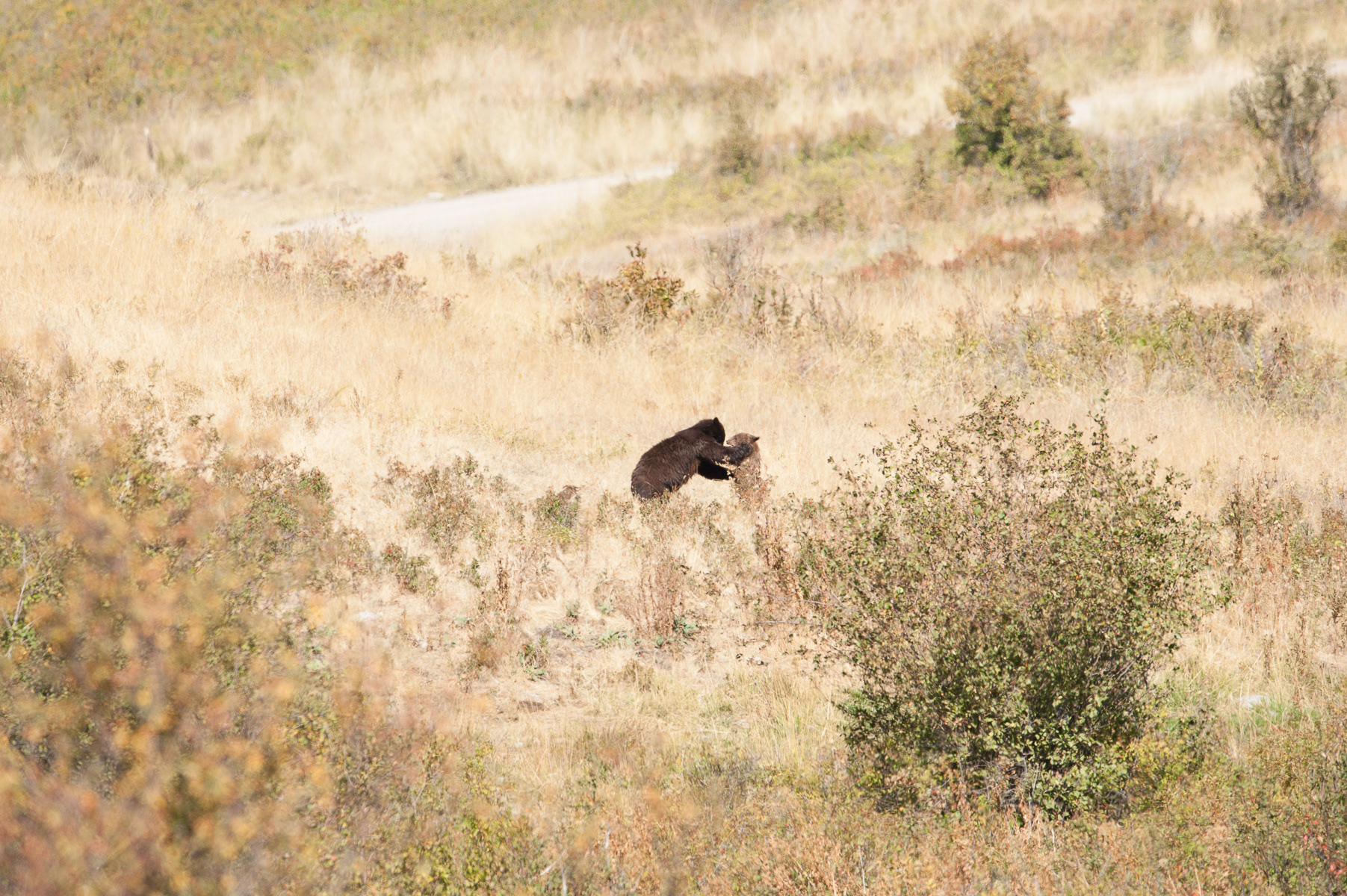 Black Bear, National Bison Range, Moiese