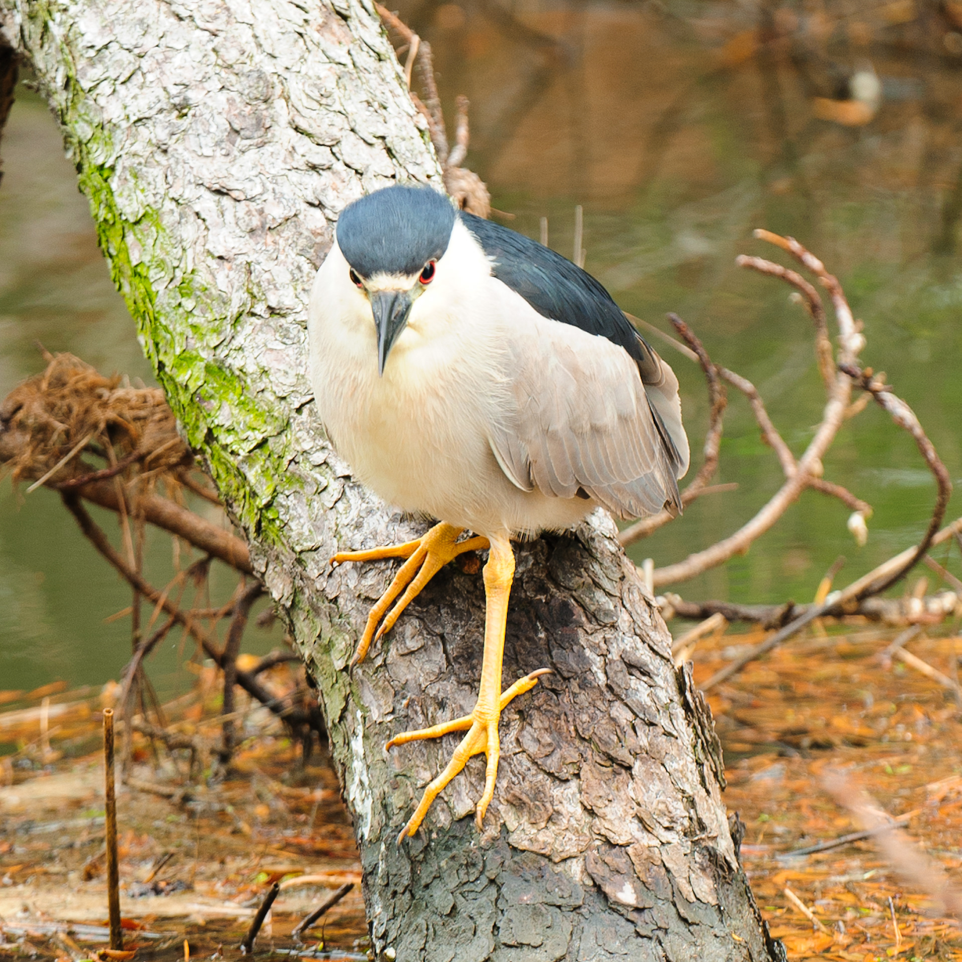 Black-crowned Night Heron, Assateague Island National Seashore 
