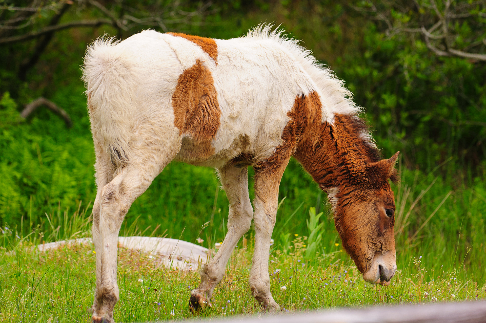 Feral Pony, Assateague Island National Seashore 