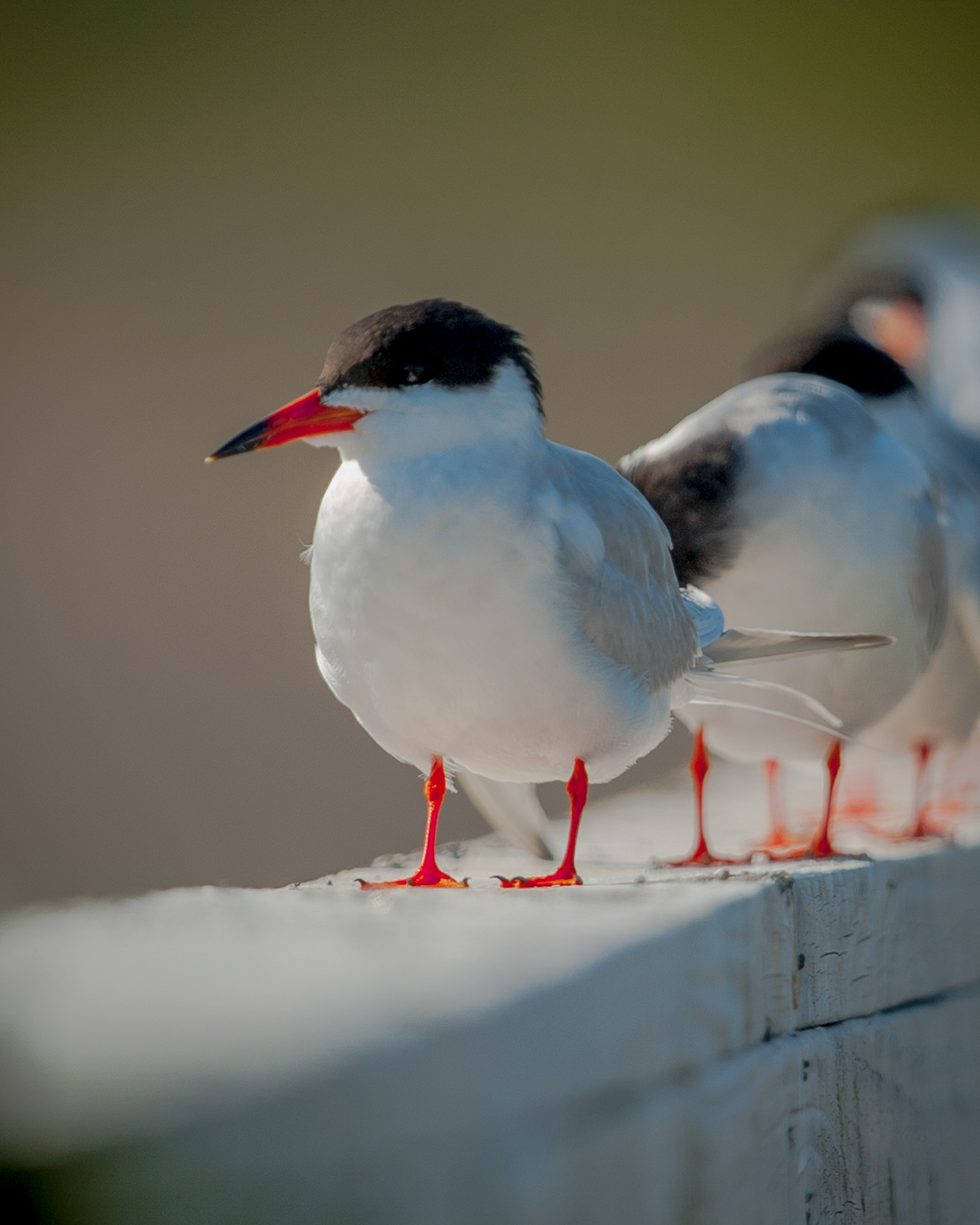 Forester's Tern, Cape May