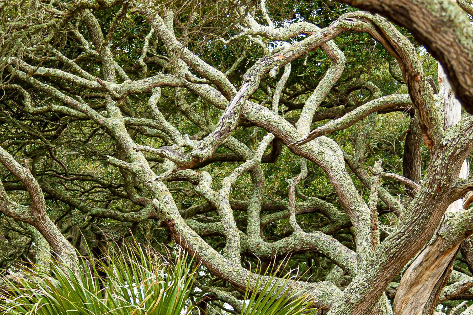 Live Oak Tree, Jekyll Island