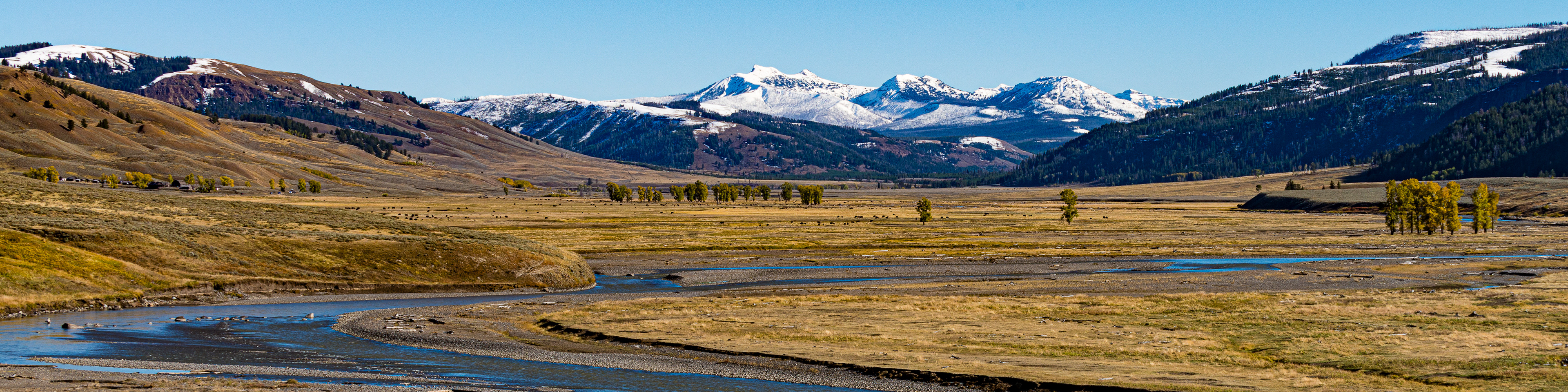 Bison Herd, Yellowstone National Park