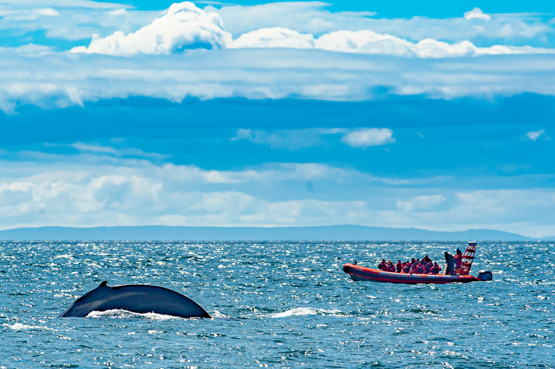 Humpback Whale, Victoria