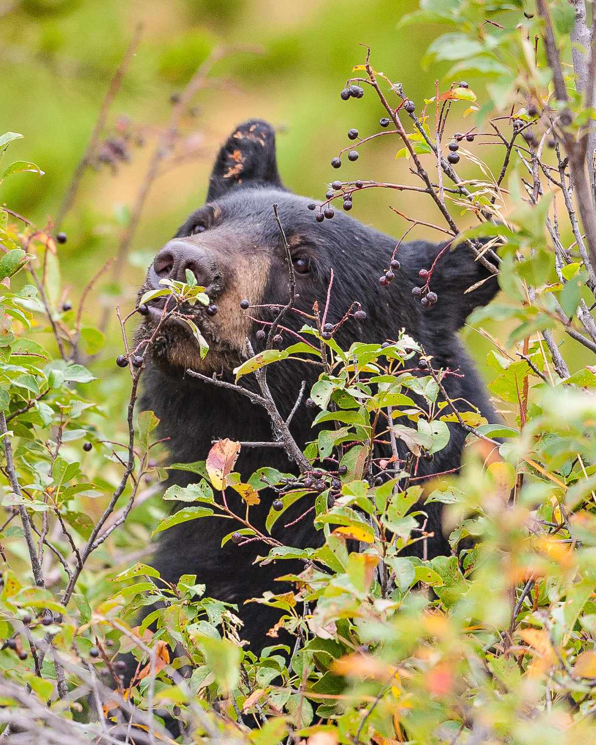 Black Bear, Yellowstone National Park