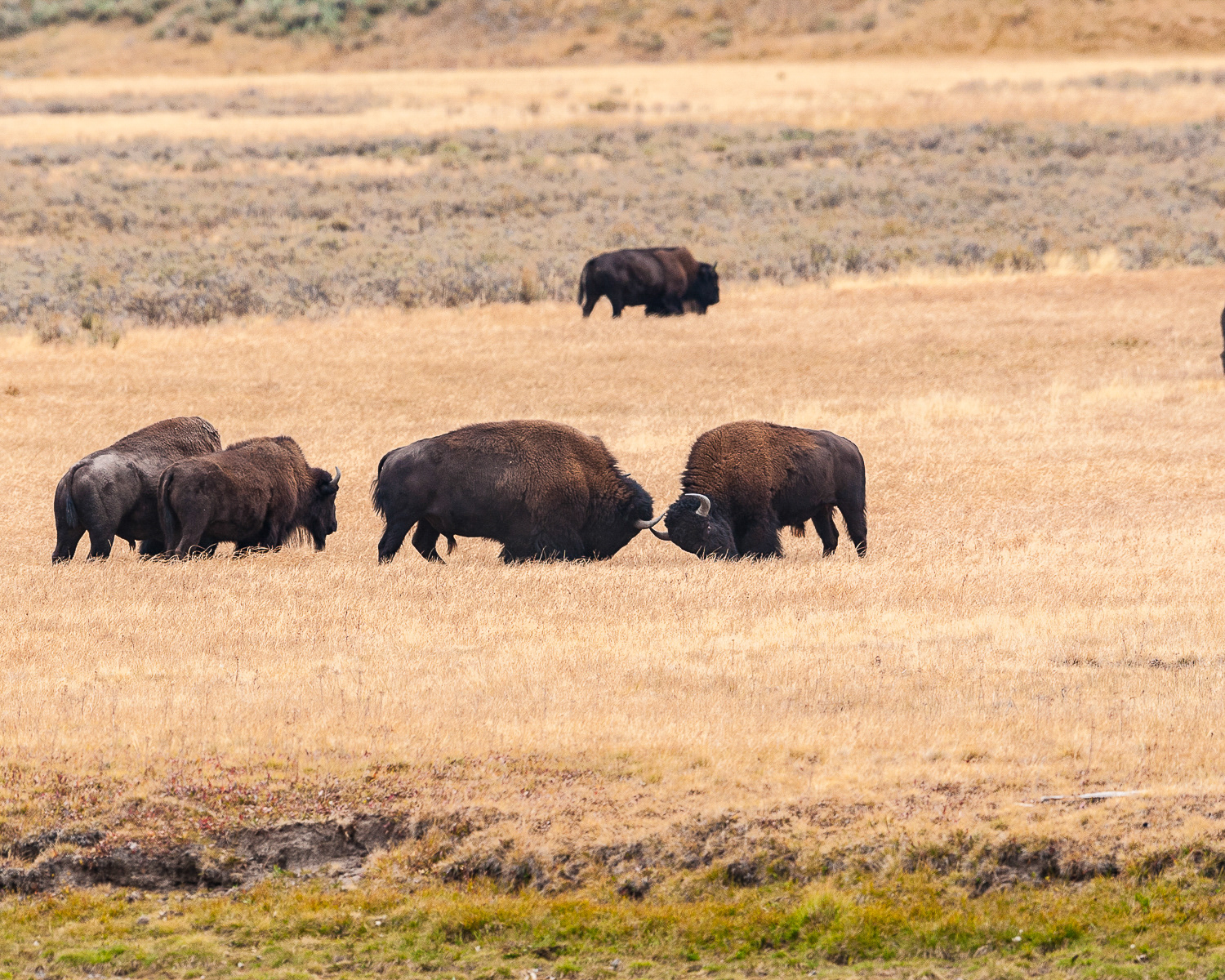 Bison, Yellowstone National Park
