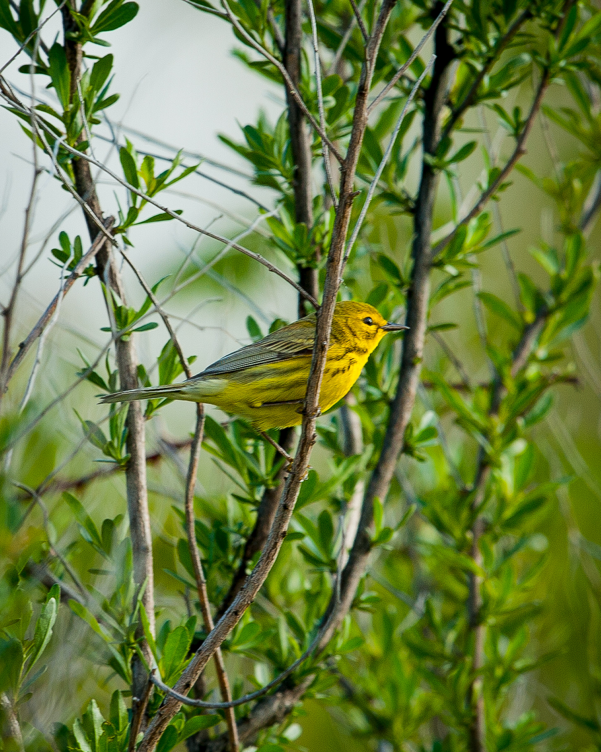 Praire Warbler, Cape May