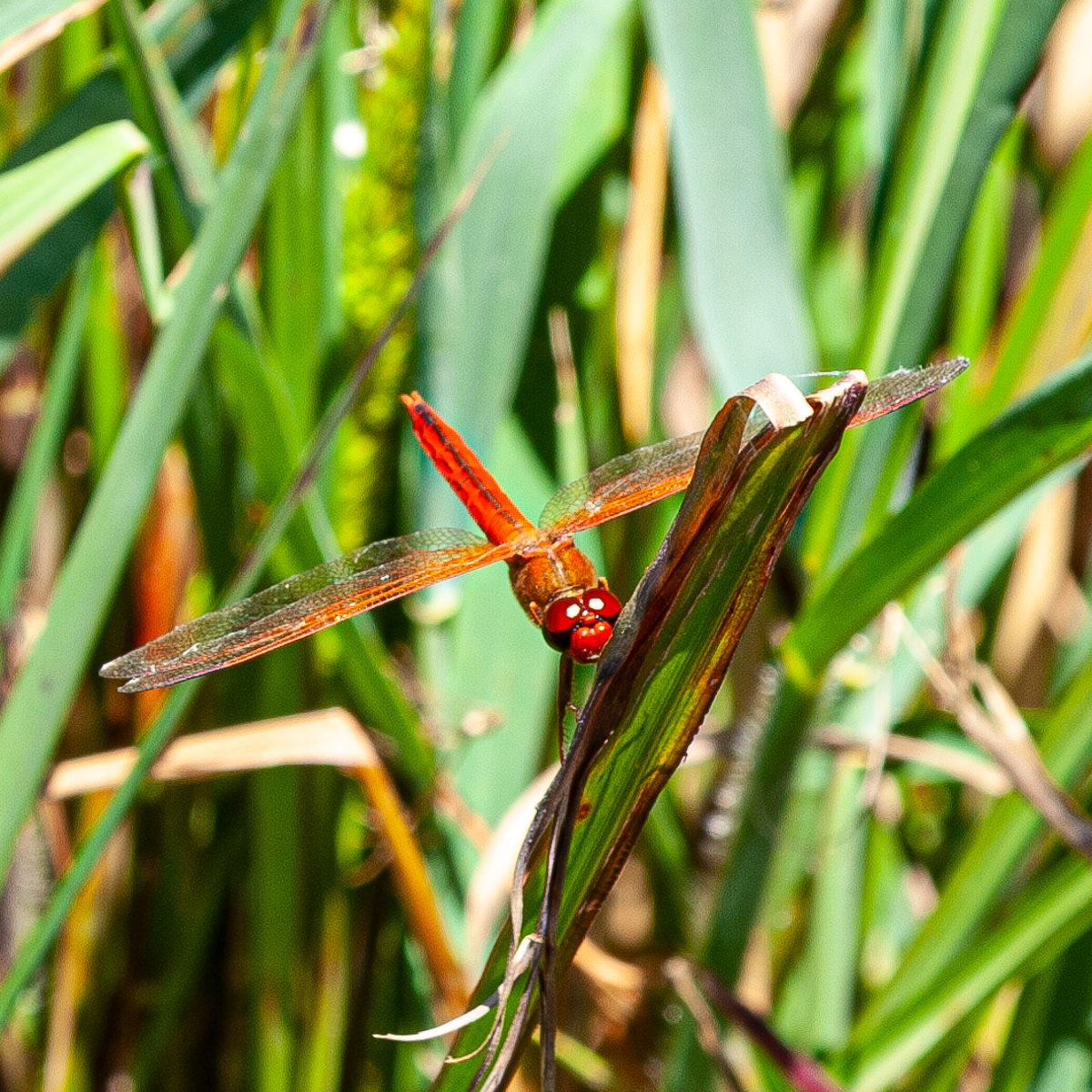 Needham's Skimmer, Eastern Shore