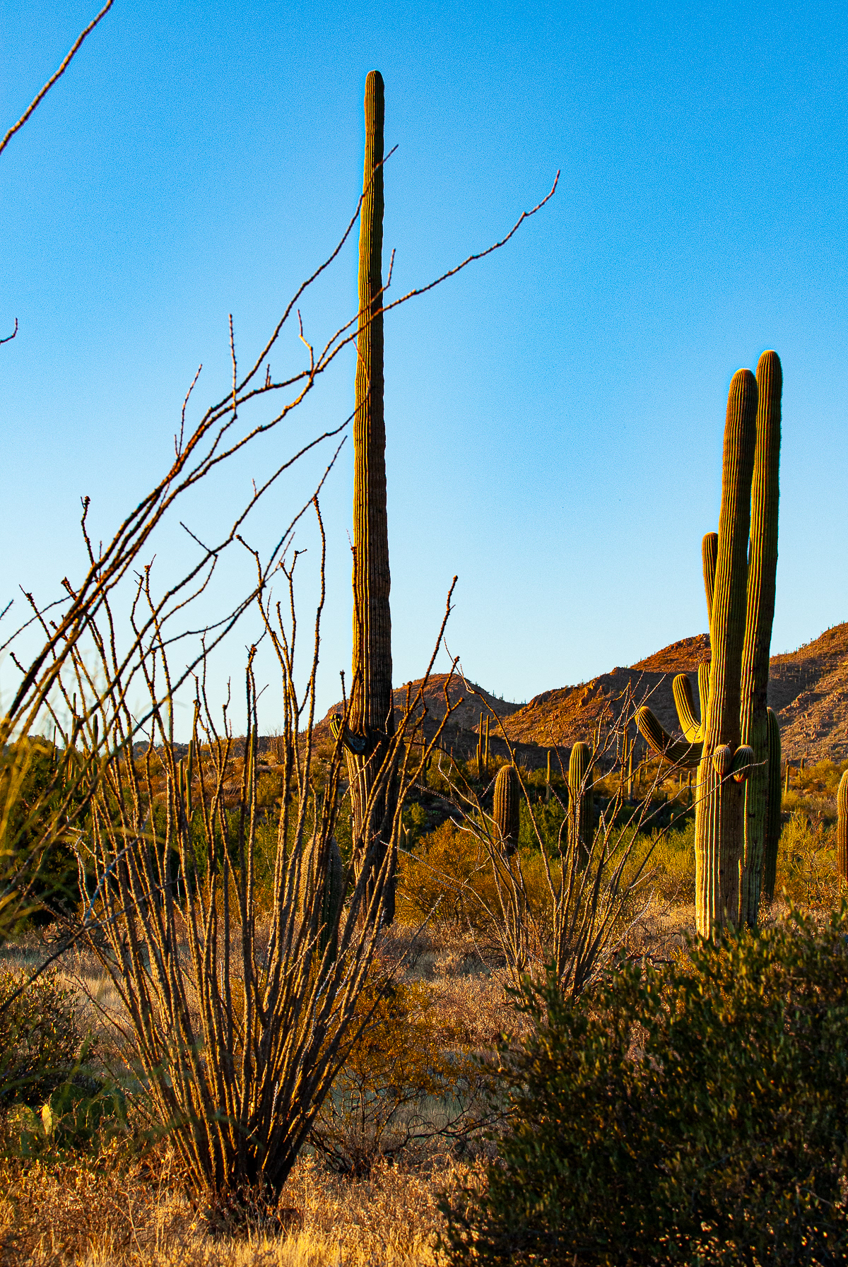 Saguaro National Park