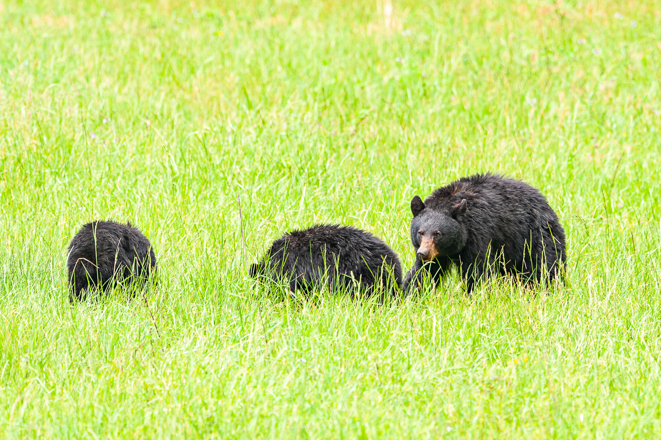 Black Bear, Cades Cove