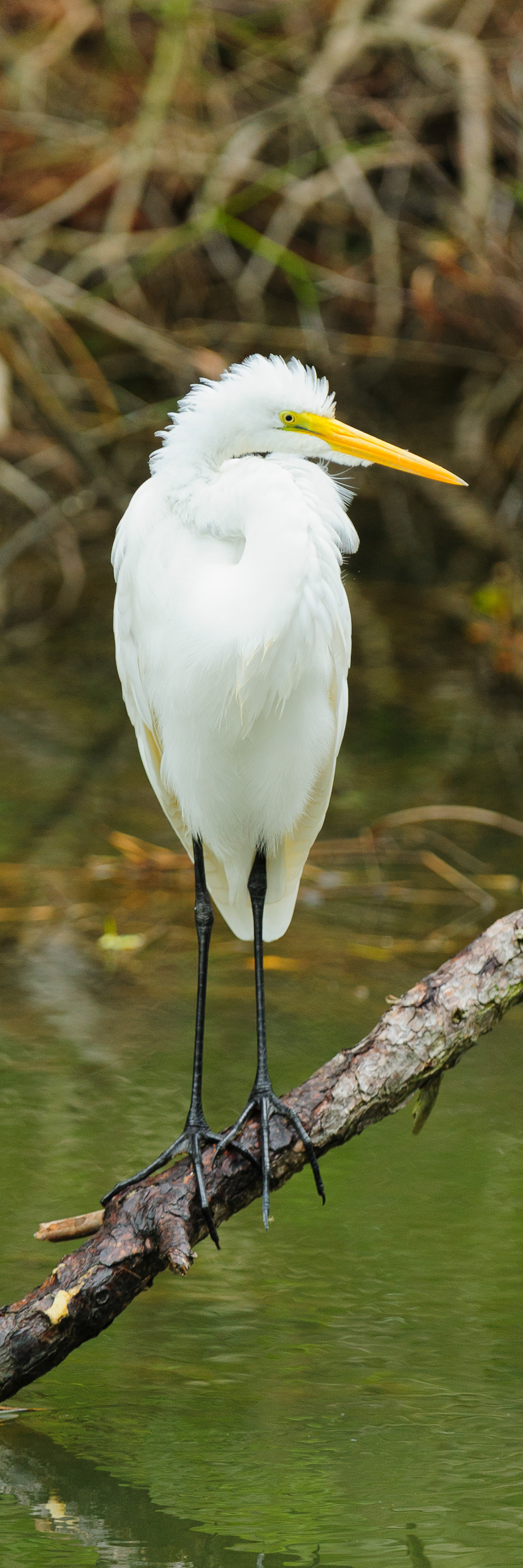 Great Egret, Assateague Island National Seashore
