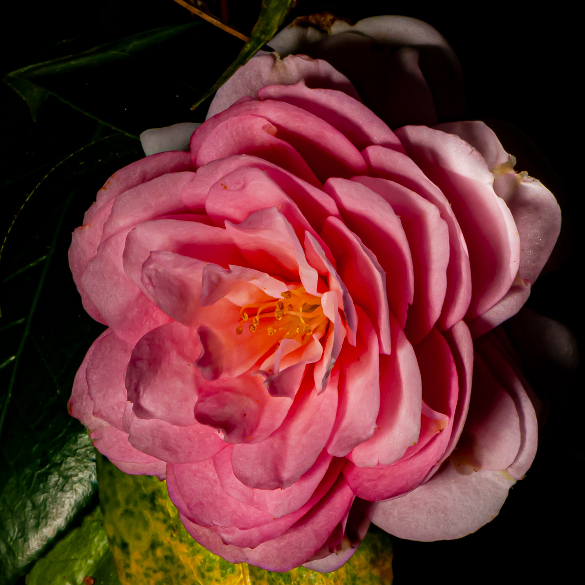 Japanese Camellia, Elizabethan Gardens, Manteo
