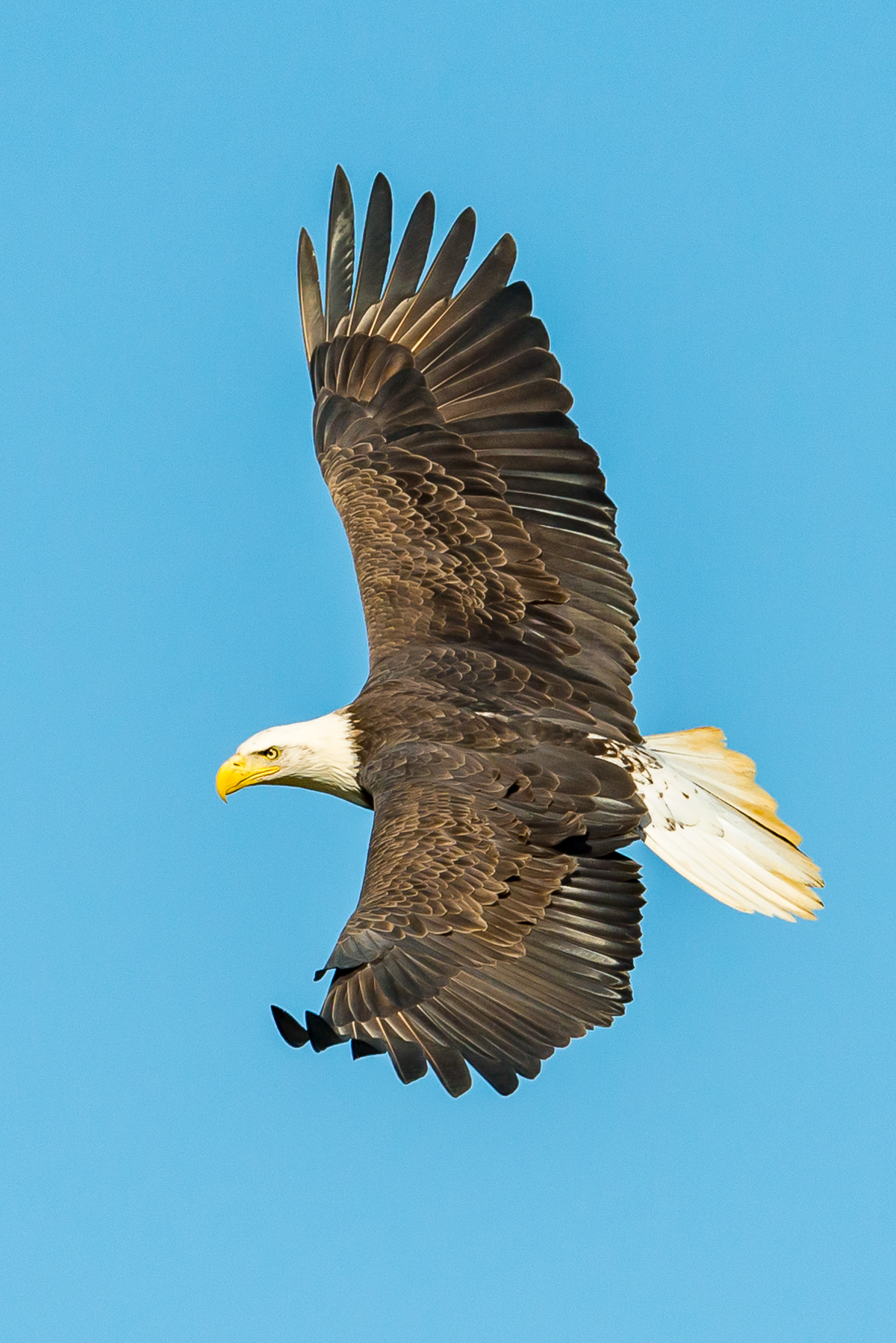 Bald Eagle, Darlington Maryland