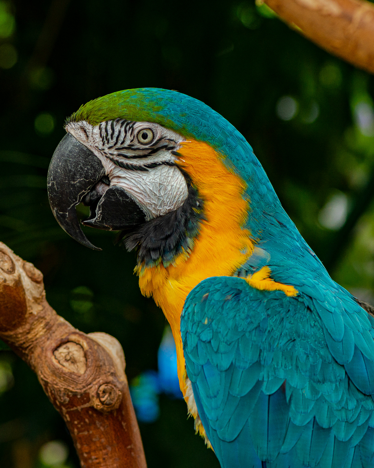 Macaw, Victoria Butterfly Garden (captive)