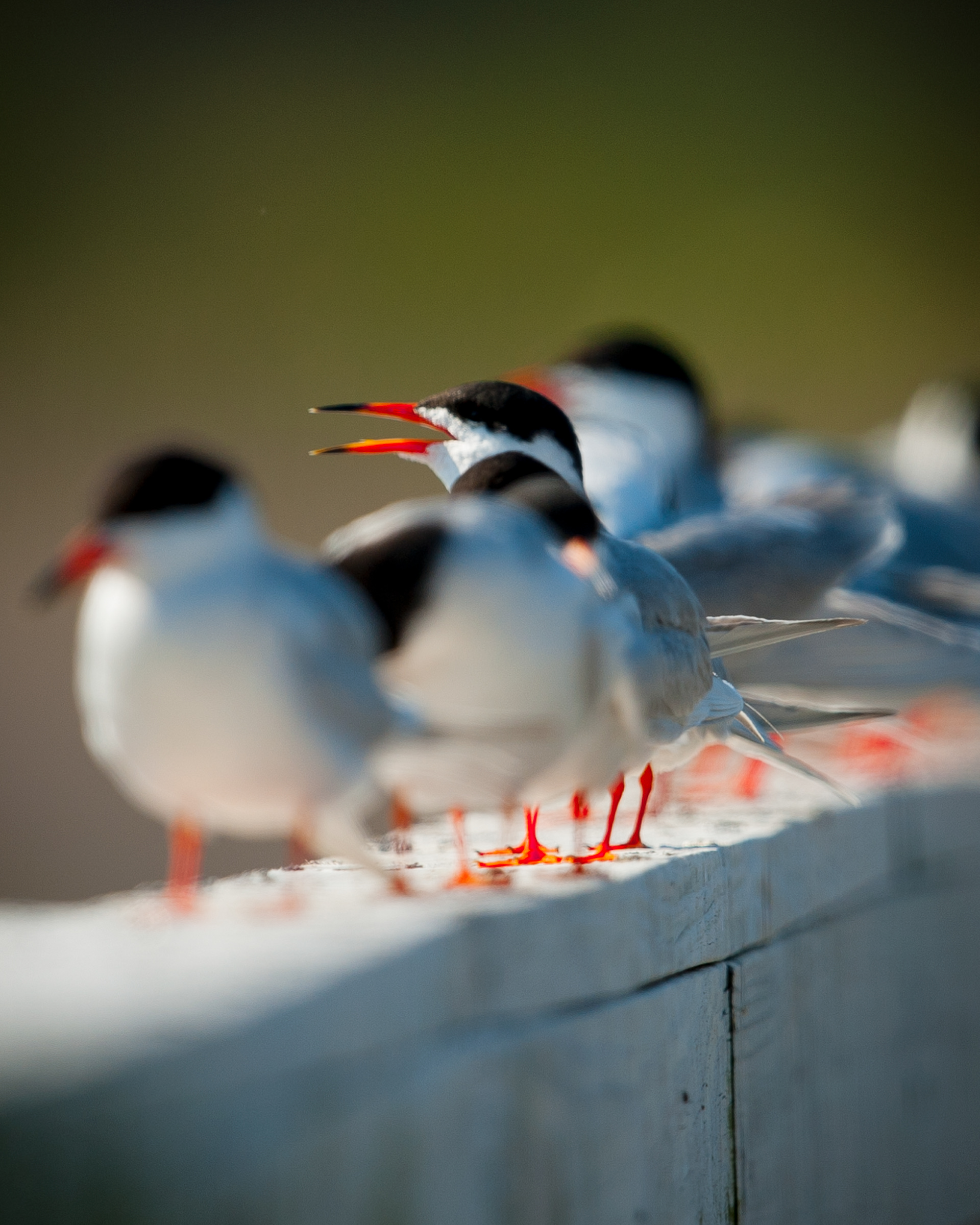 Forester's Tern, Cape May