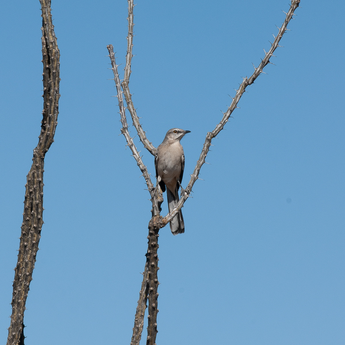 Northern Mockingbird, Saguaro National Park