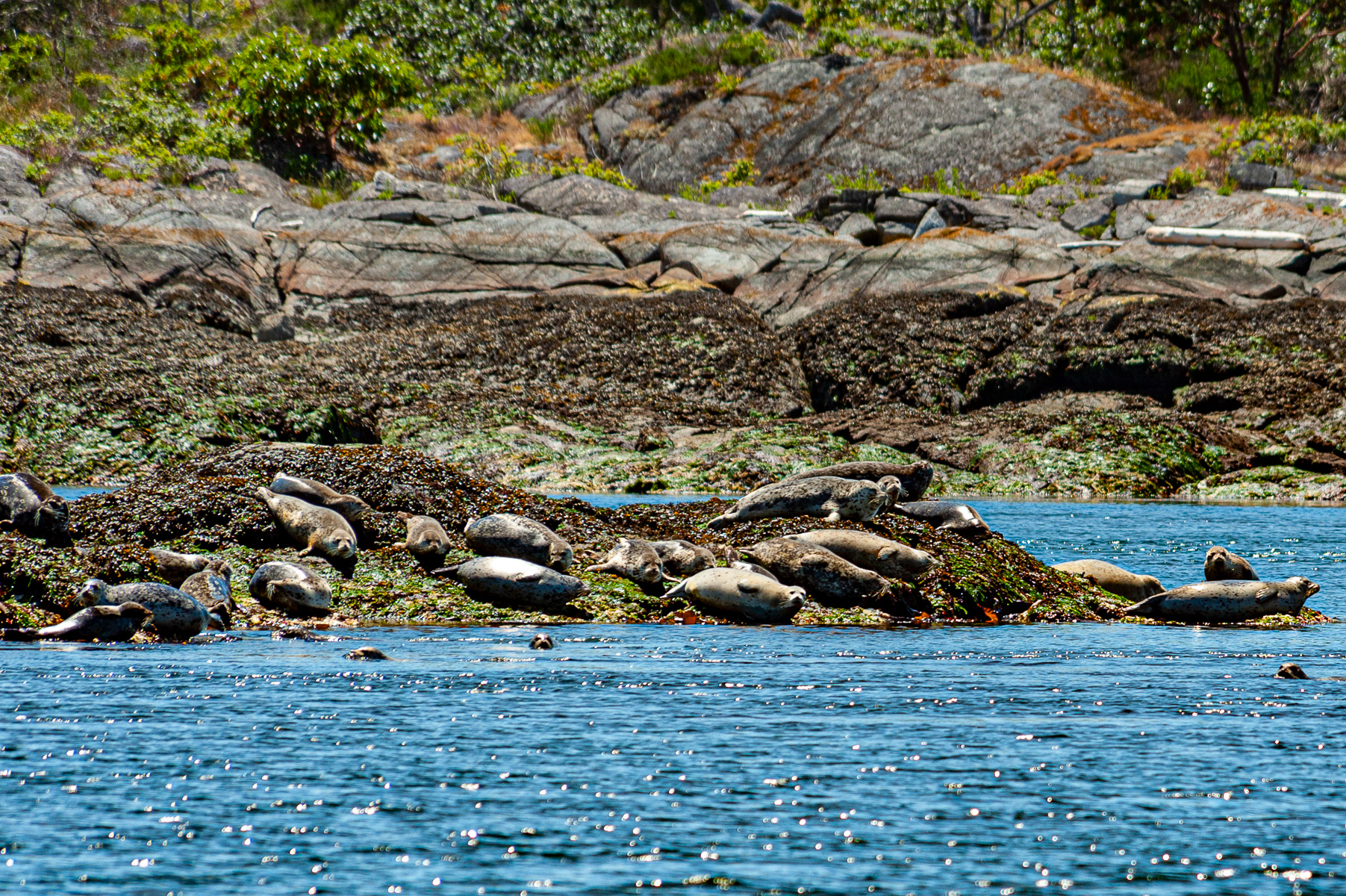 Harbor Seal, Victoria
