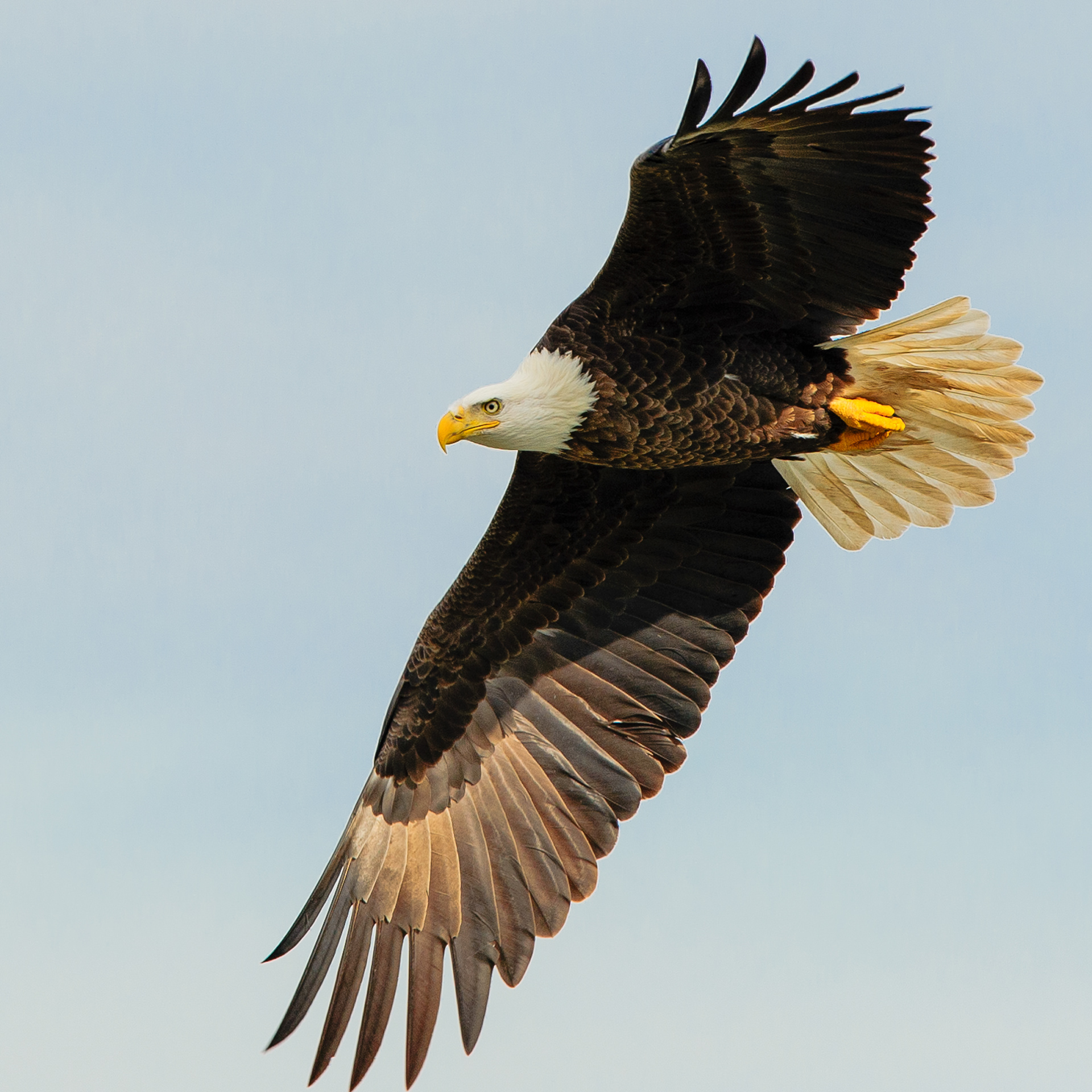 Bald Eagle, Darlington Maryland