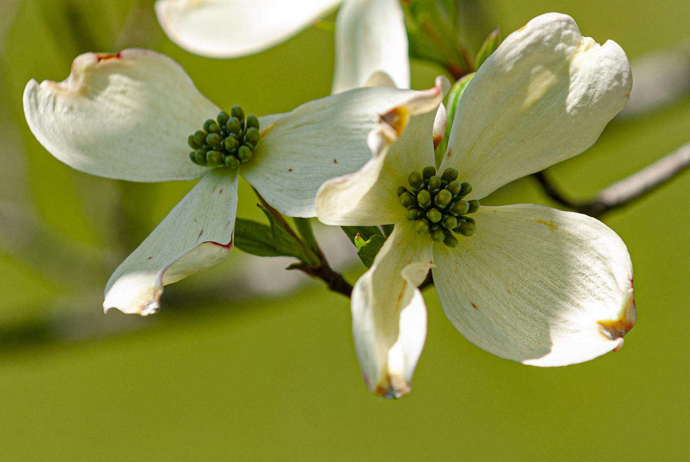 Flowering Dogwood, Eastern West Virginia