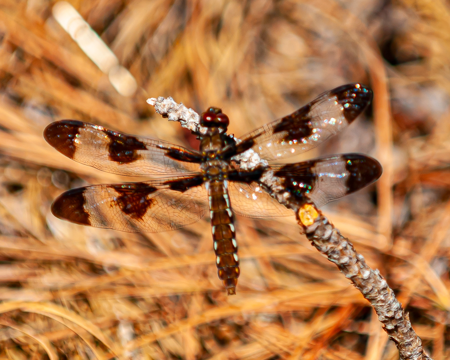 Common Whitetail Skimmer, Eastern Shore