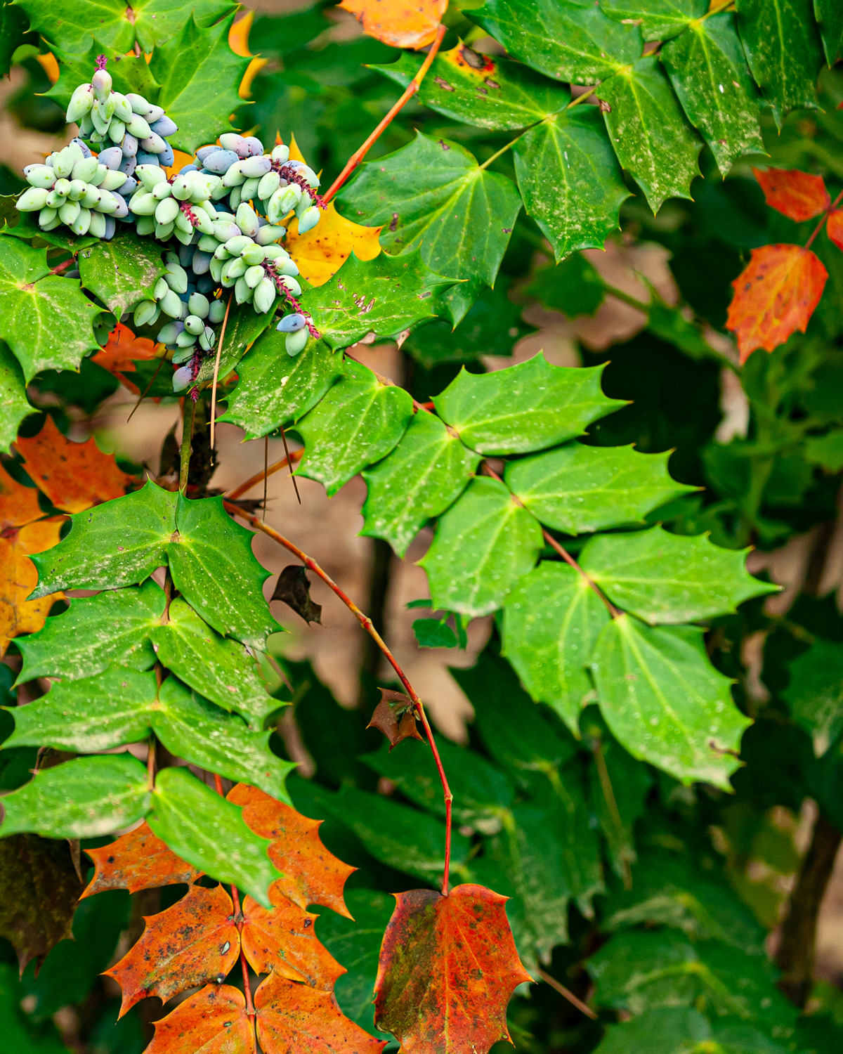 Garvan Gardens, Hot Springs