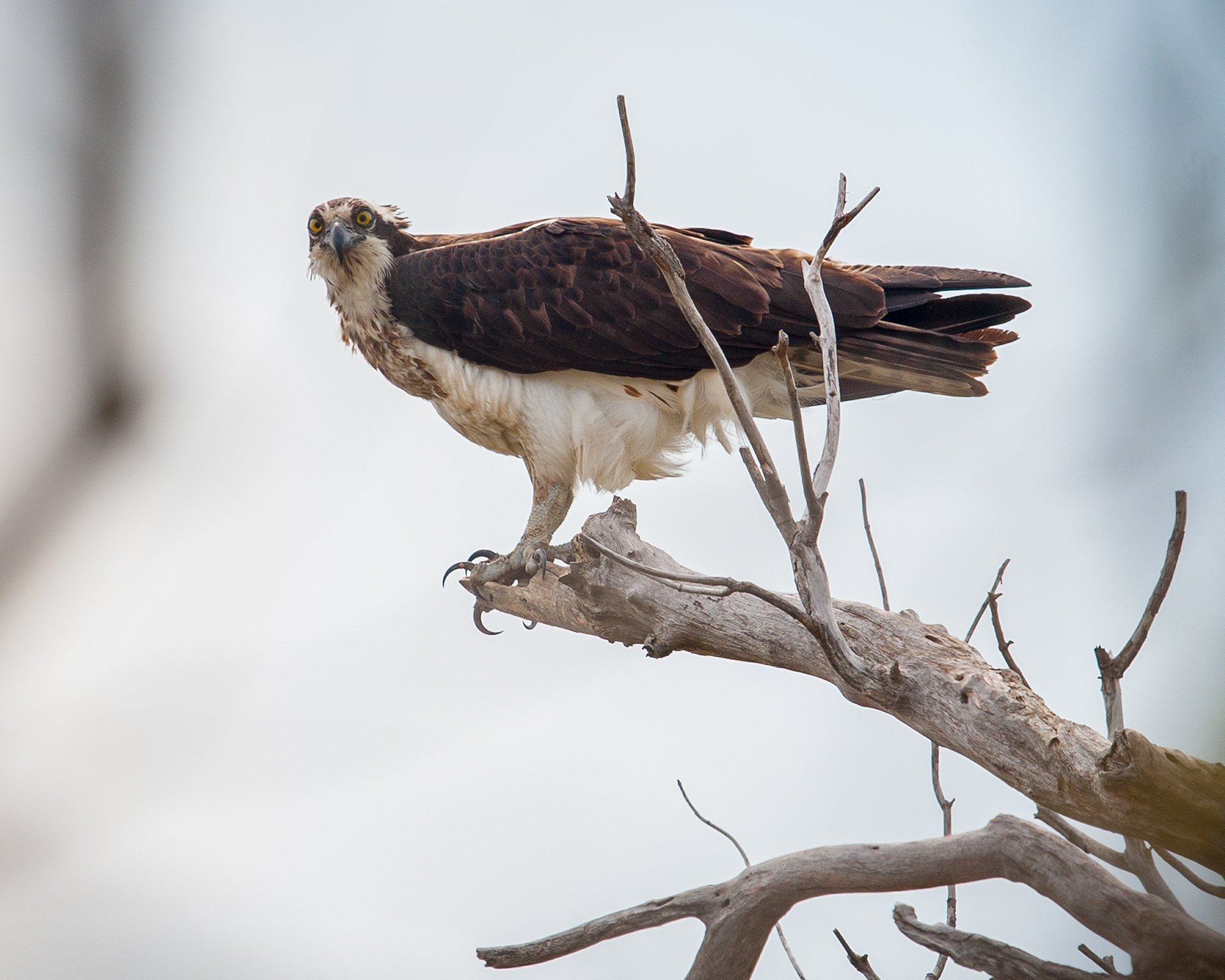 Osprey, Bombay Hook National Wildlife Refuge