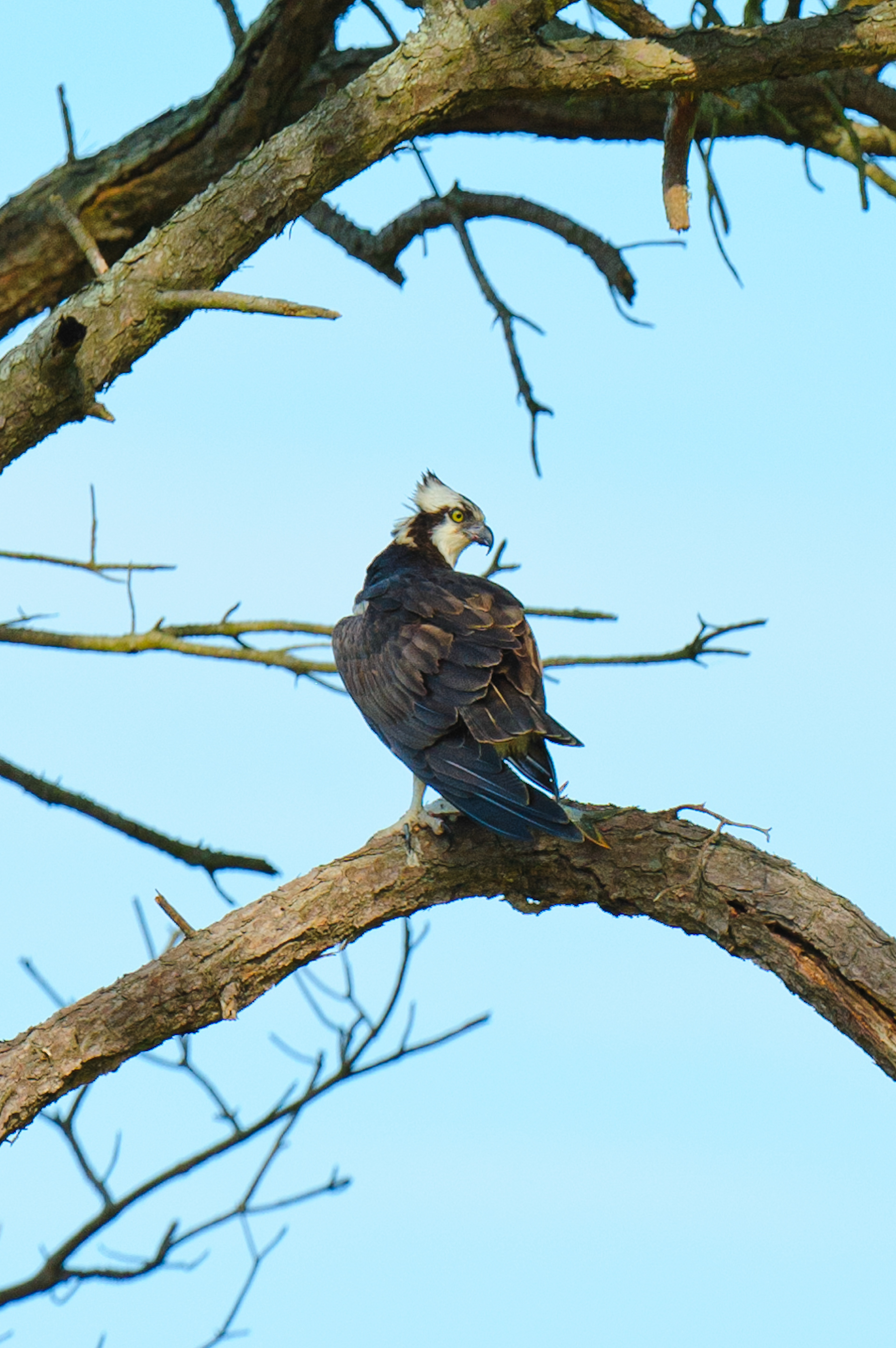Osprey, Assateague Island National Seashore 