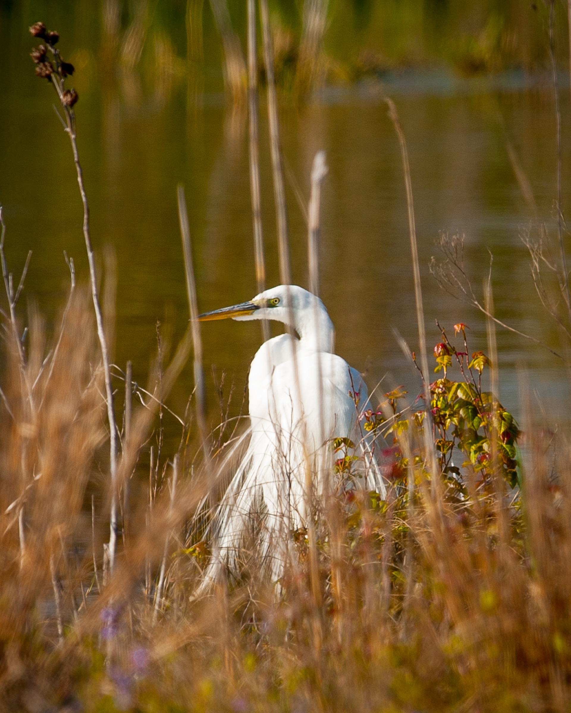 Great Egret, Cape May