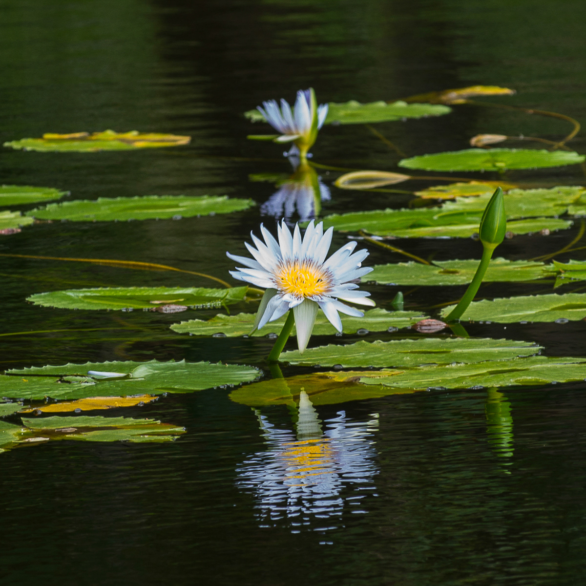 Egyptian Lotus, Big Island