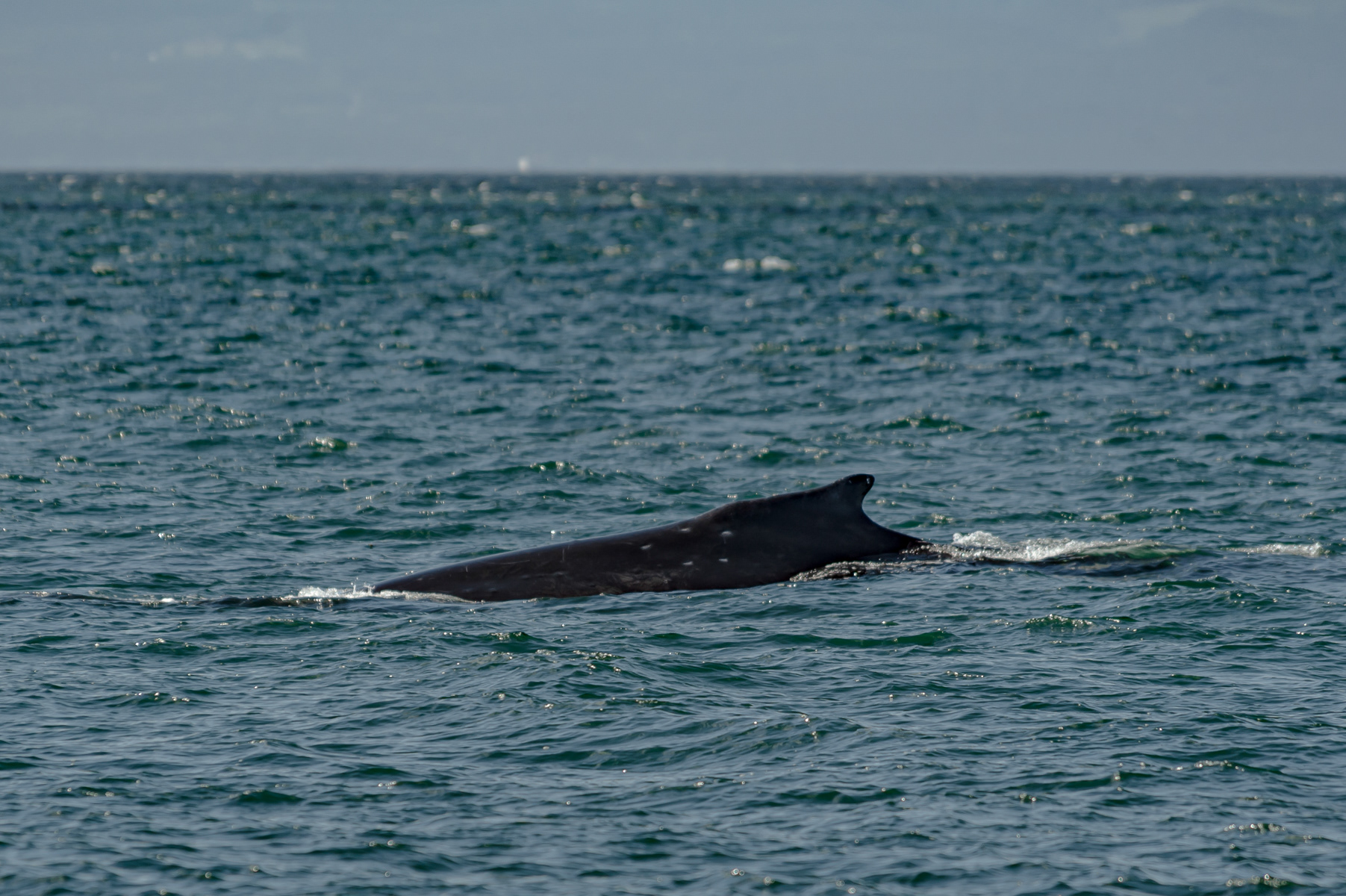 Humpback Whale, Victoria
