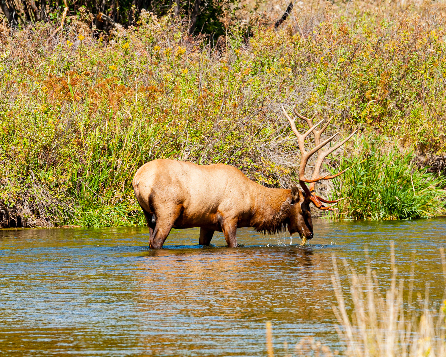 Elk, National Bison Range, Moiese