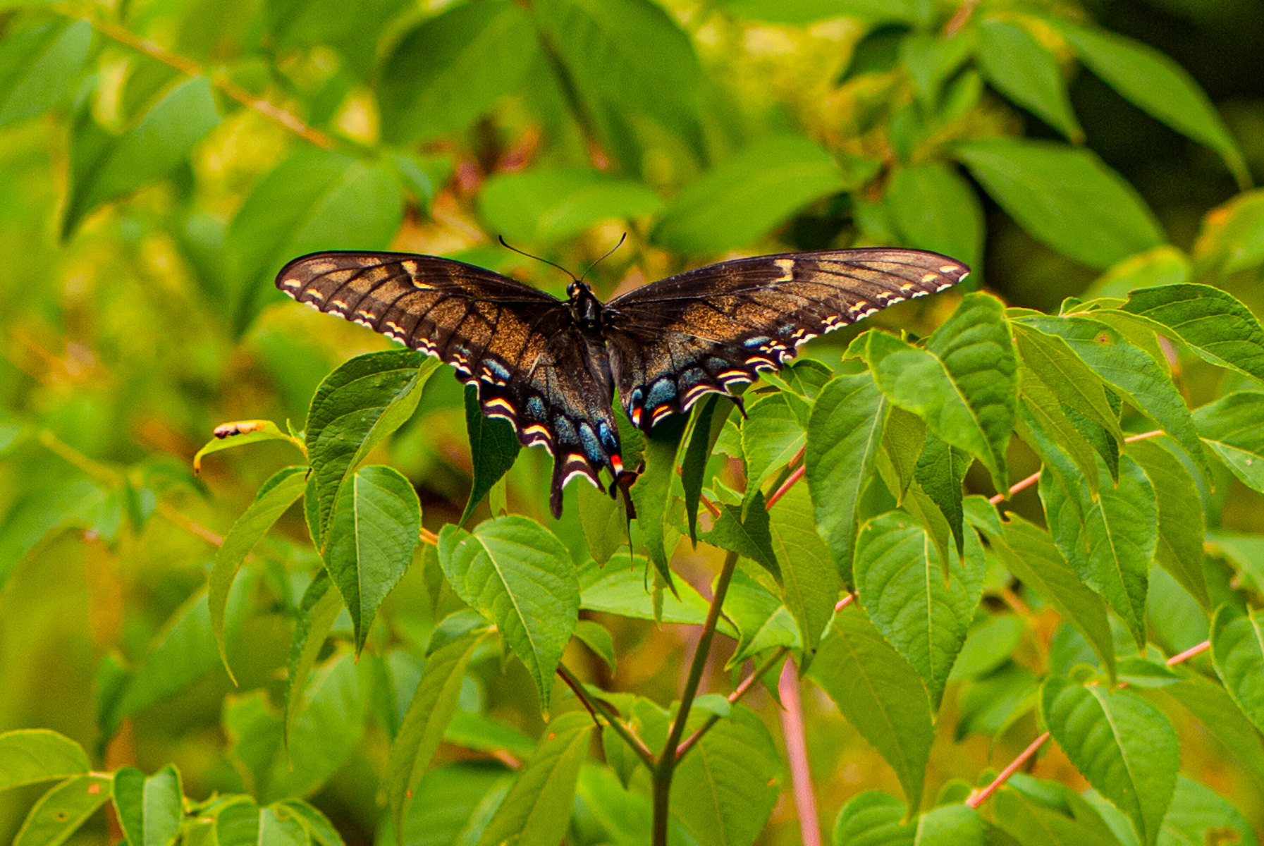 Black Swallowtail, Eastern Shore
