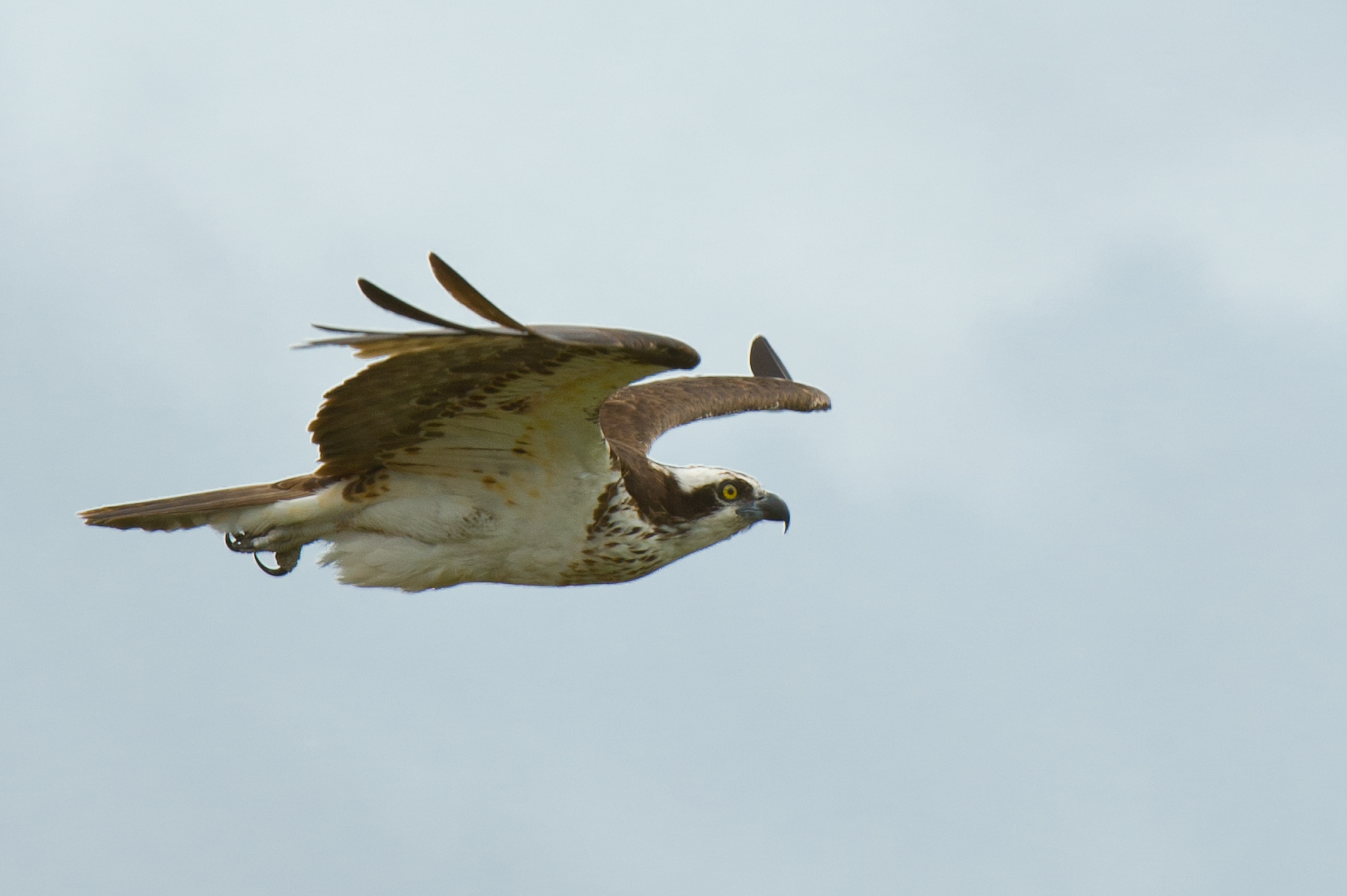 Osprey, Blackwater National Wildlife Refuge 