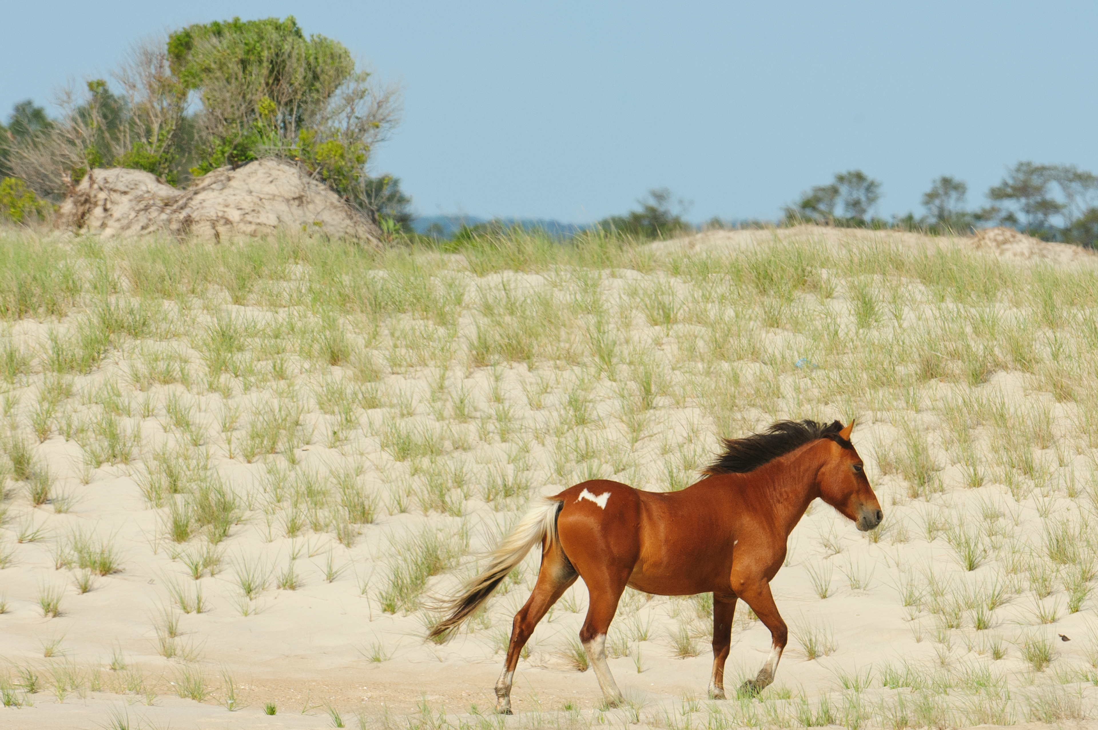 Feral Horse, Assateague Island National Seashore 