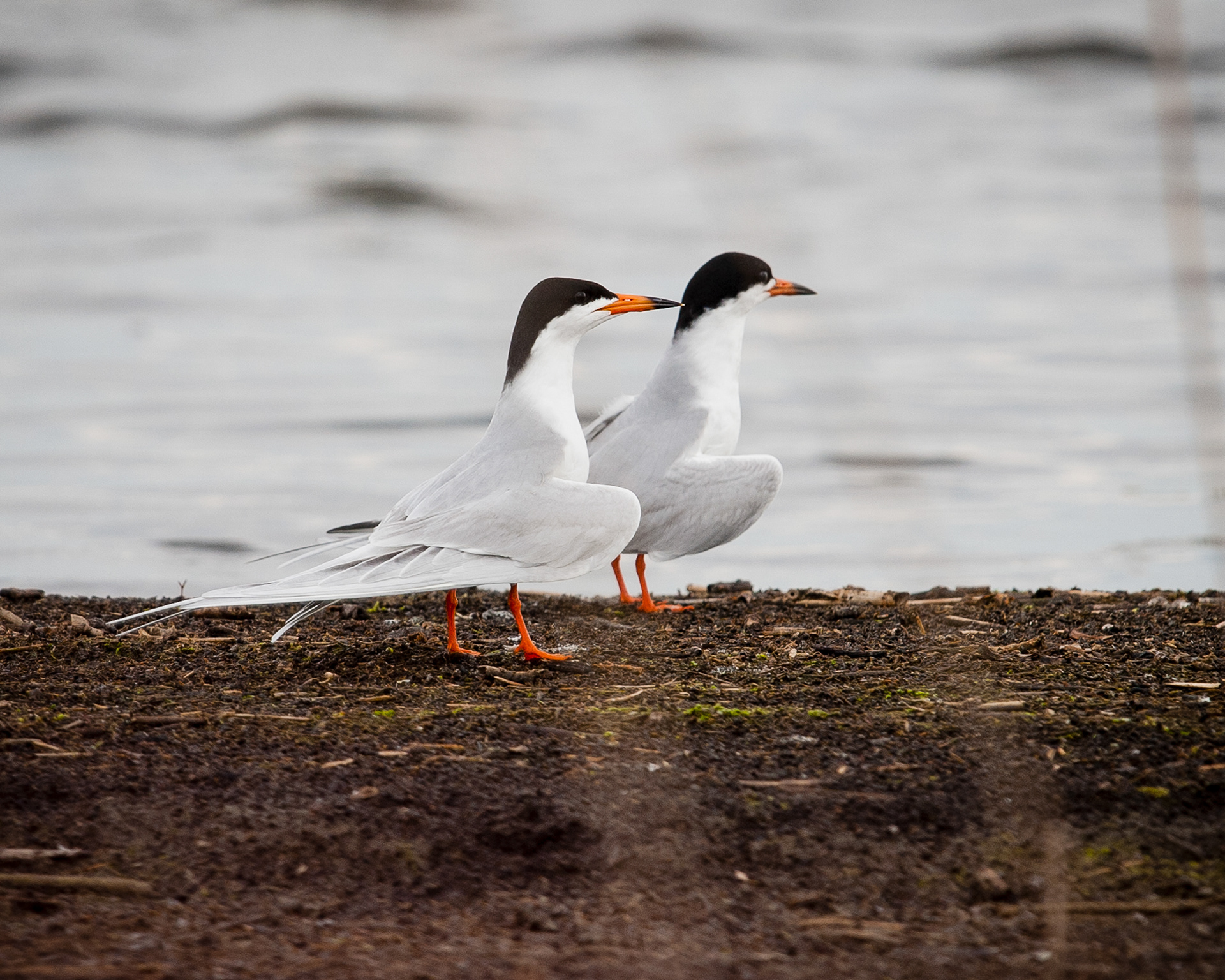 Forsters Tern, Bombay Hook National Wildlife Refuge