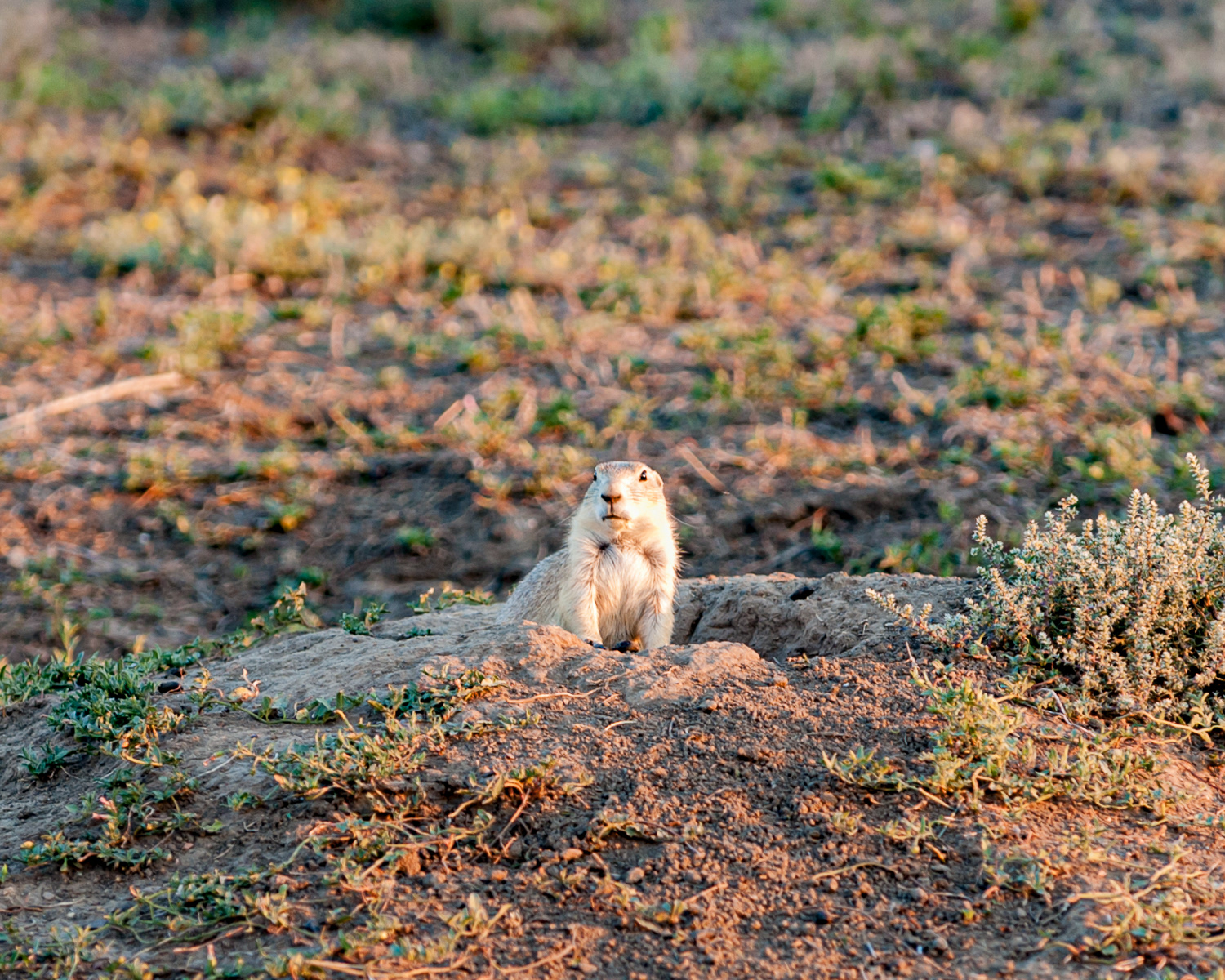 Prairie Dog, Teddy Roosevelt National Park