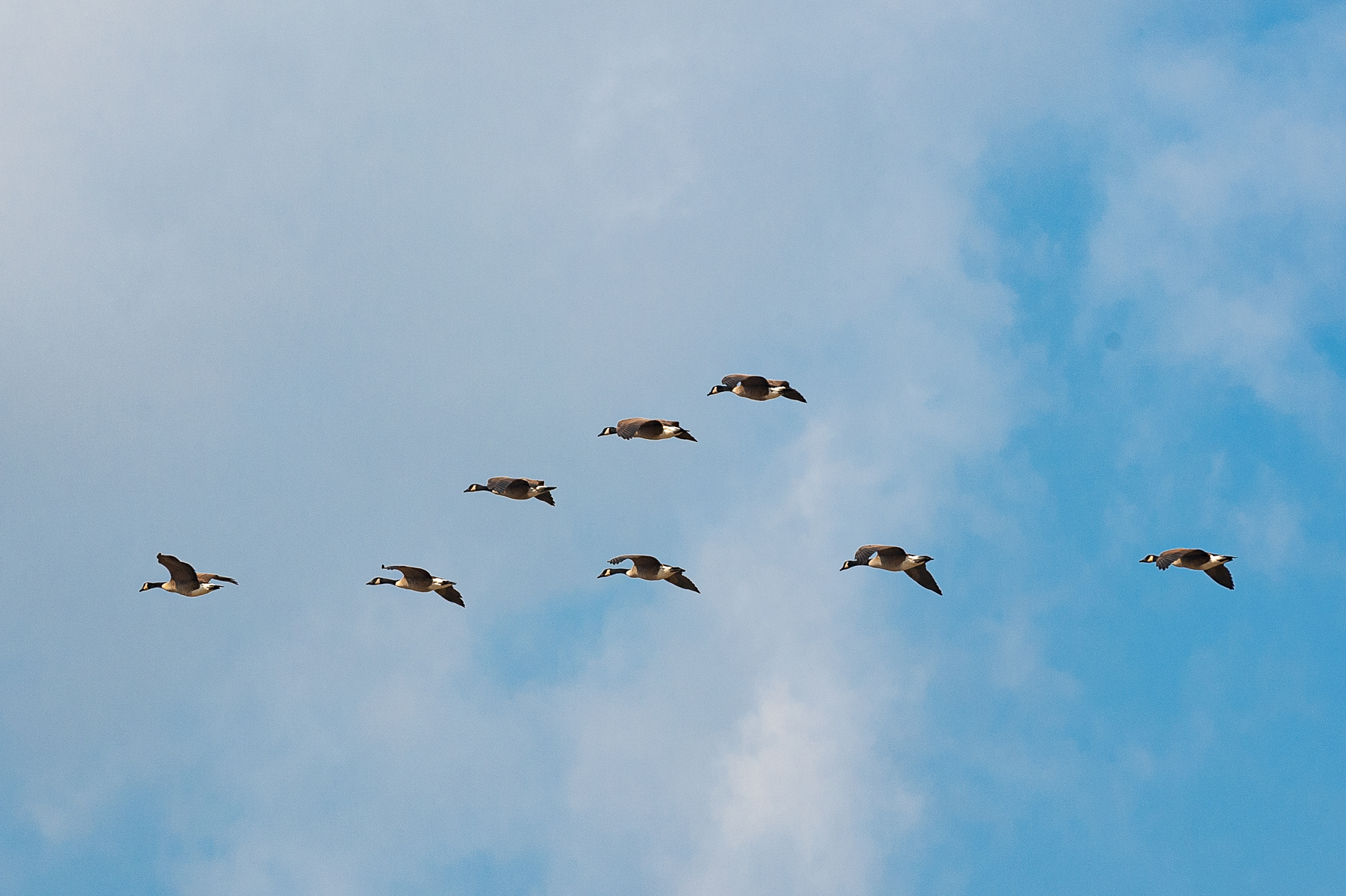Canada geese, Bombay Hook National Wildlife Refuge