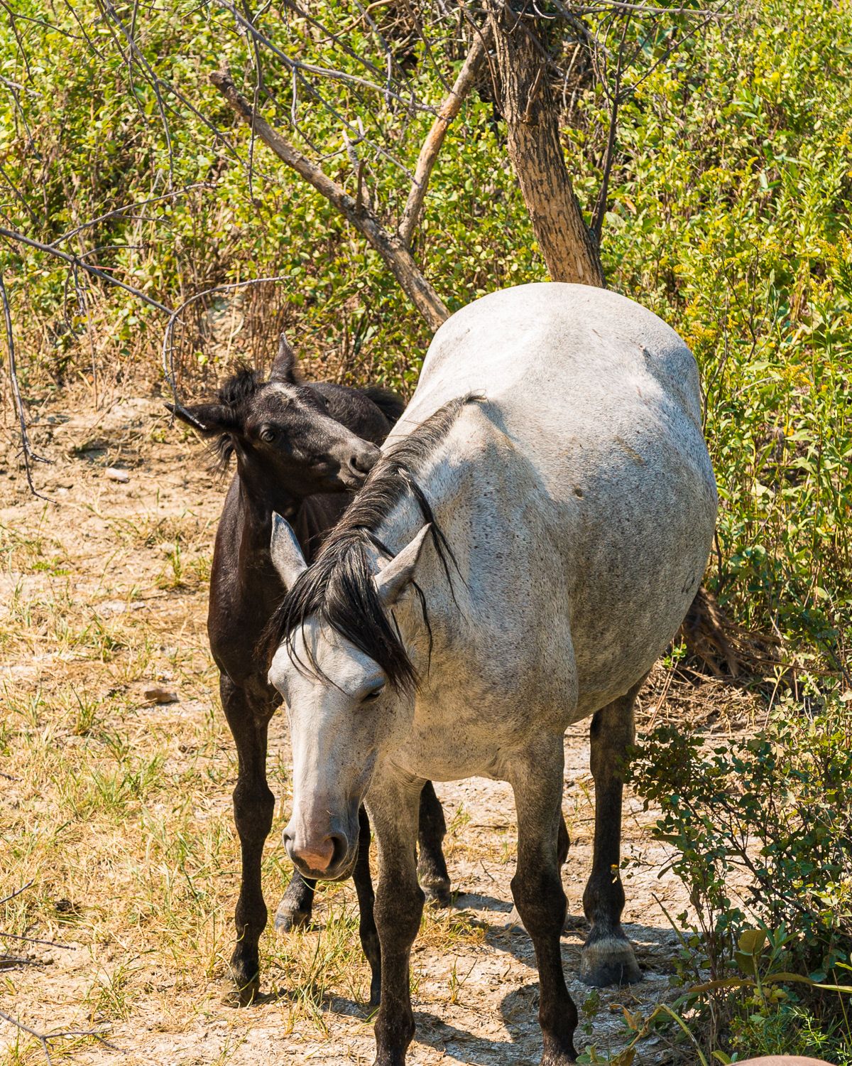 Feral Horses, Teddy Roosevelt National Park