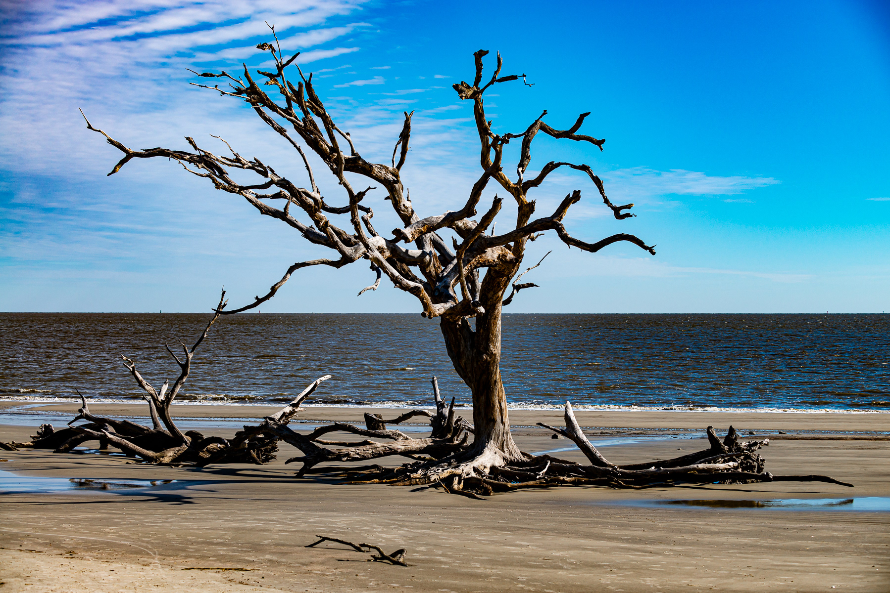 Driftwood Beach, Jekyll Island