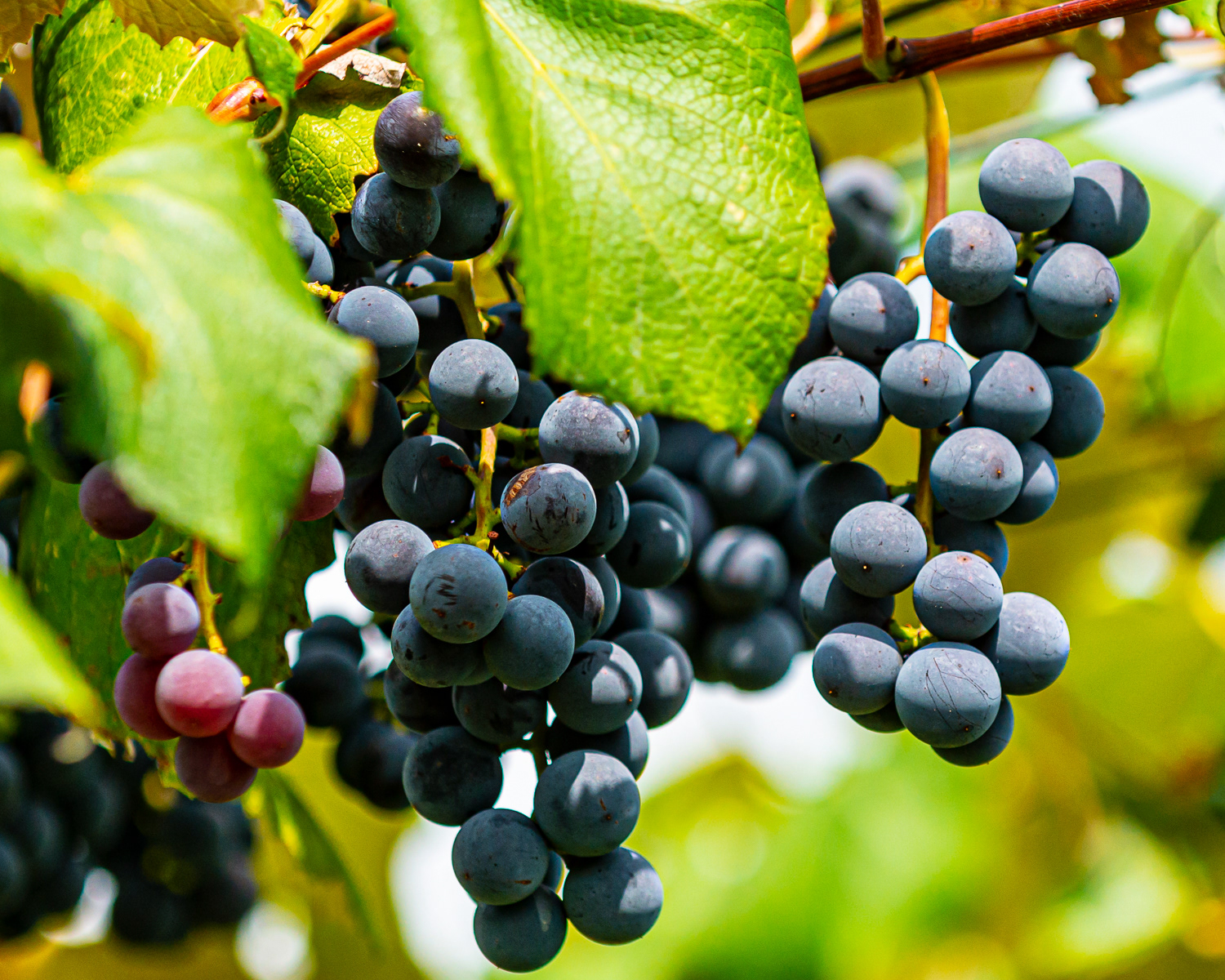 Grapes, Finger Lake Region