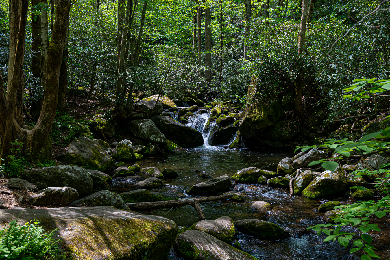 Cades Cove Loop Road