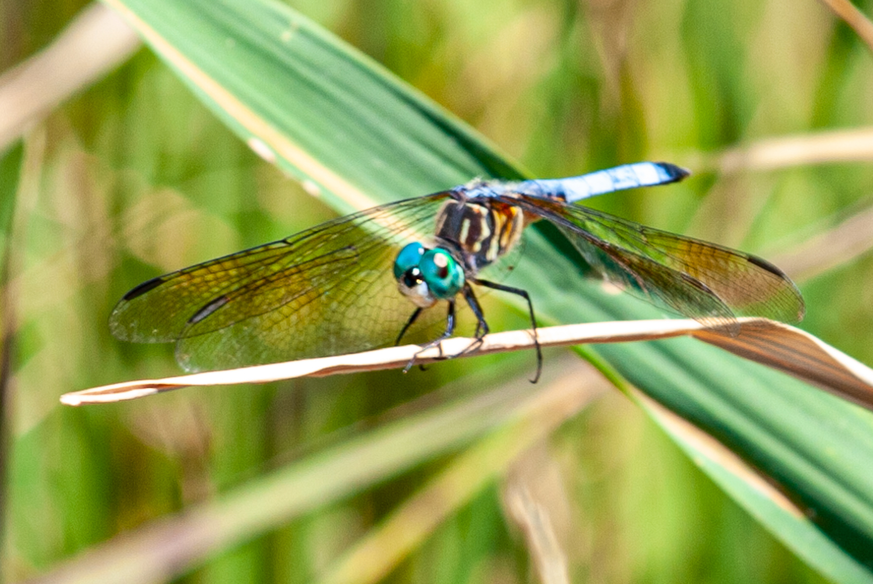 Blue Emperor, Eastern Shore