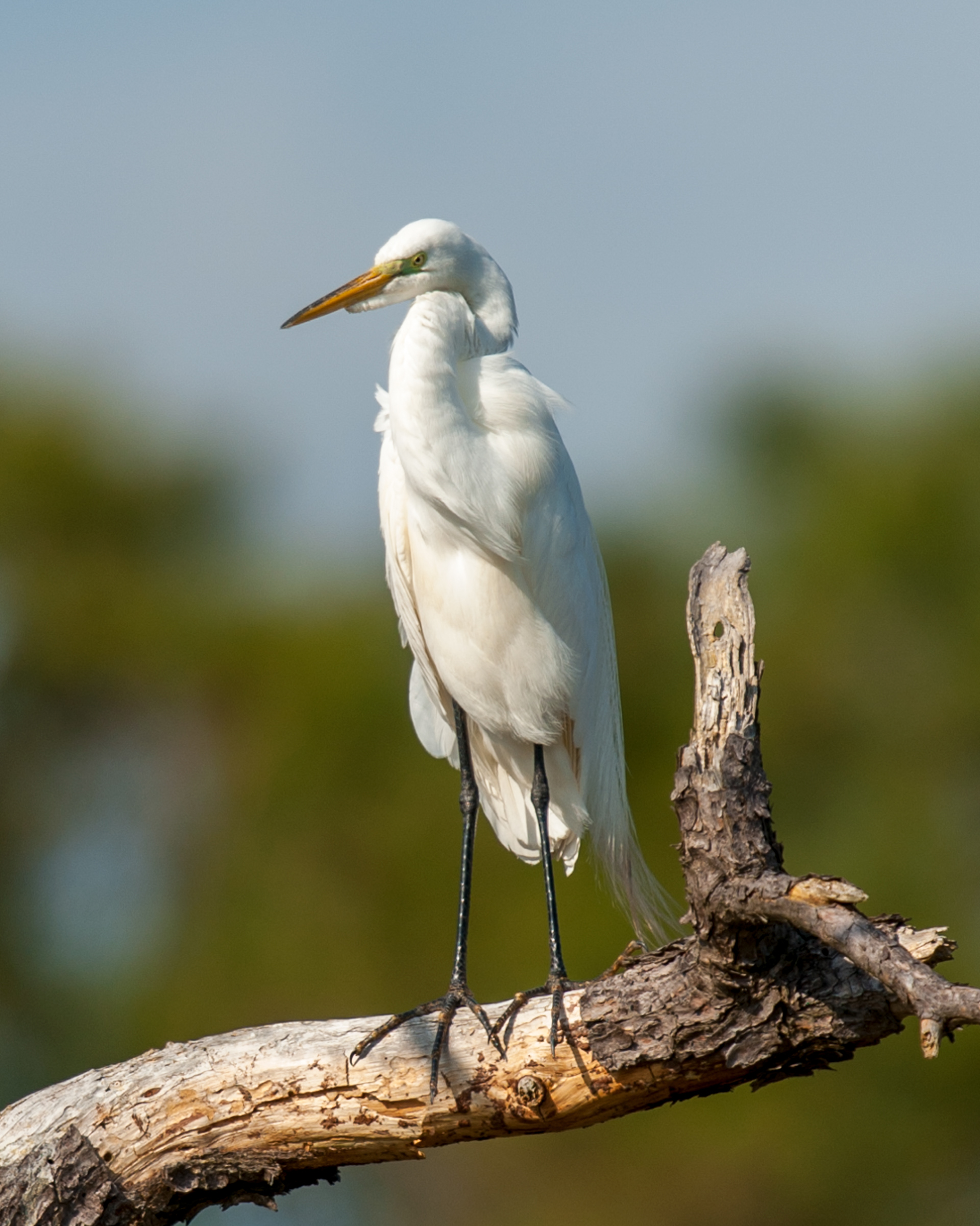 Great Egret, Cape May