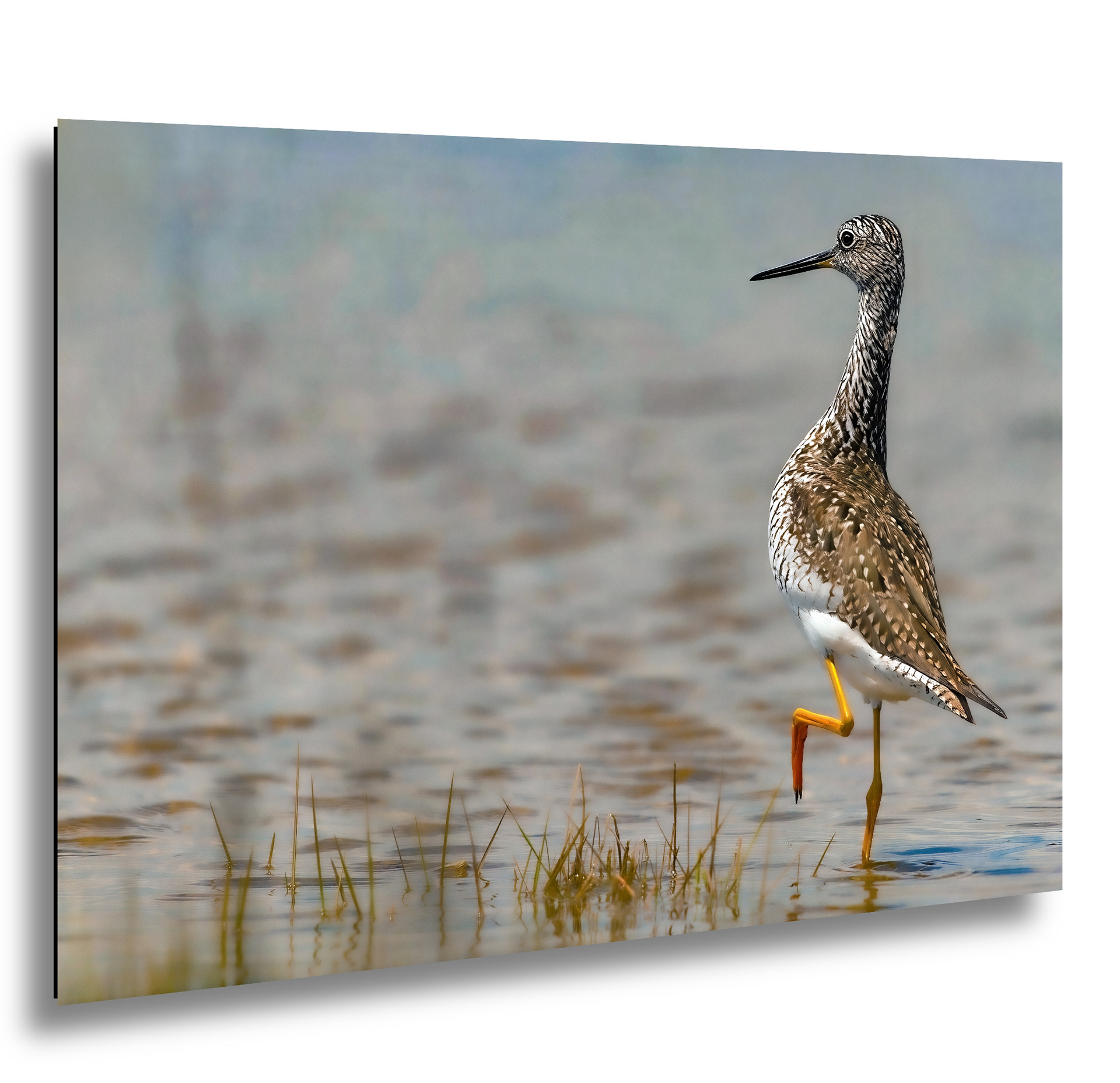 Lesser Yellow Legs