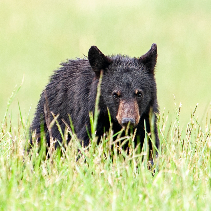 Black Bear, Cades Cove