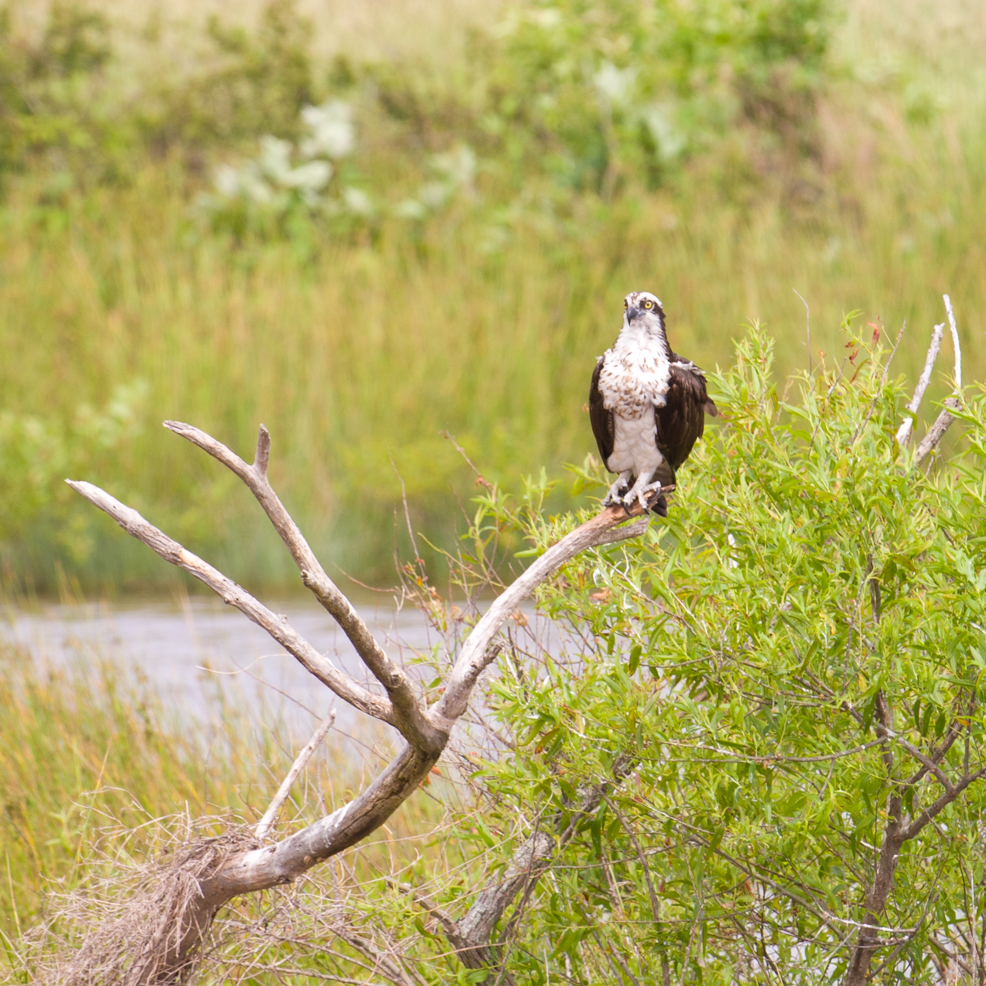 Osprey, Blackwater National Wildlife Refuge 