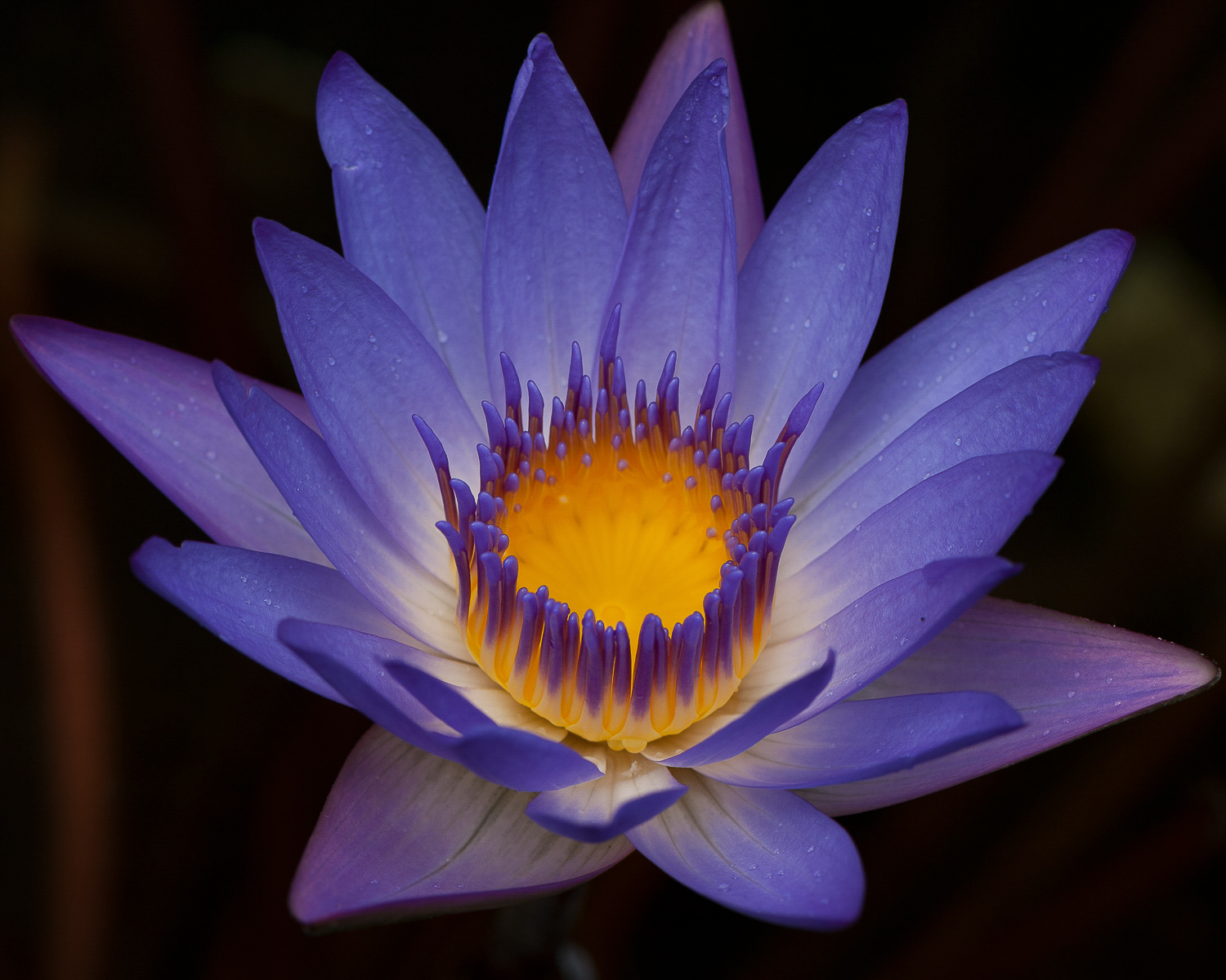 Egyptian Lotus, Kauai