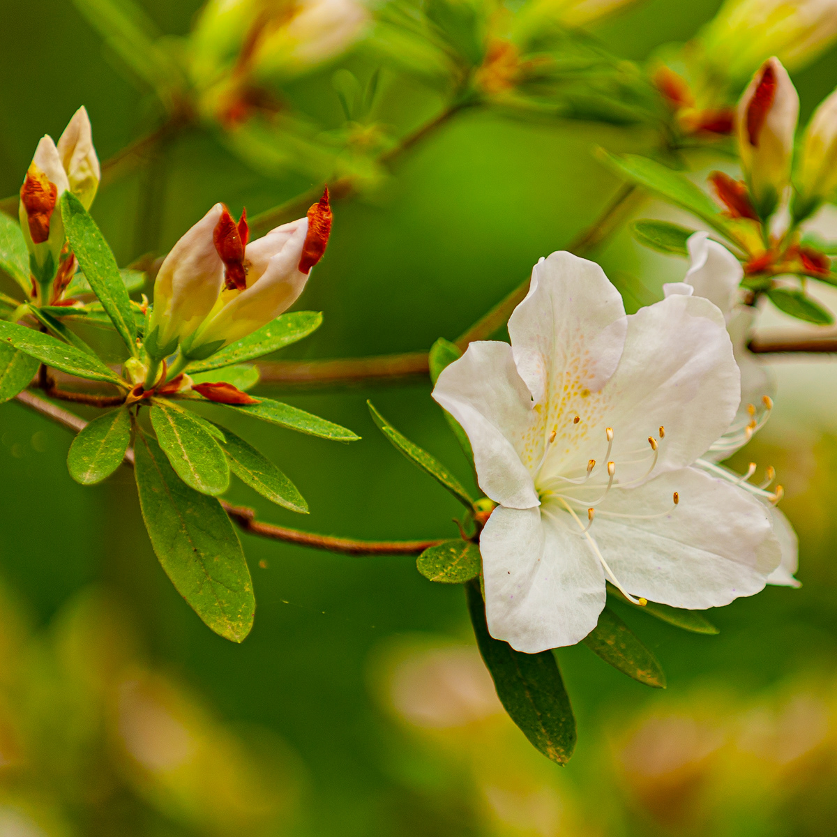 Azalea, Garvan Gardens Hot Springs Arkansas