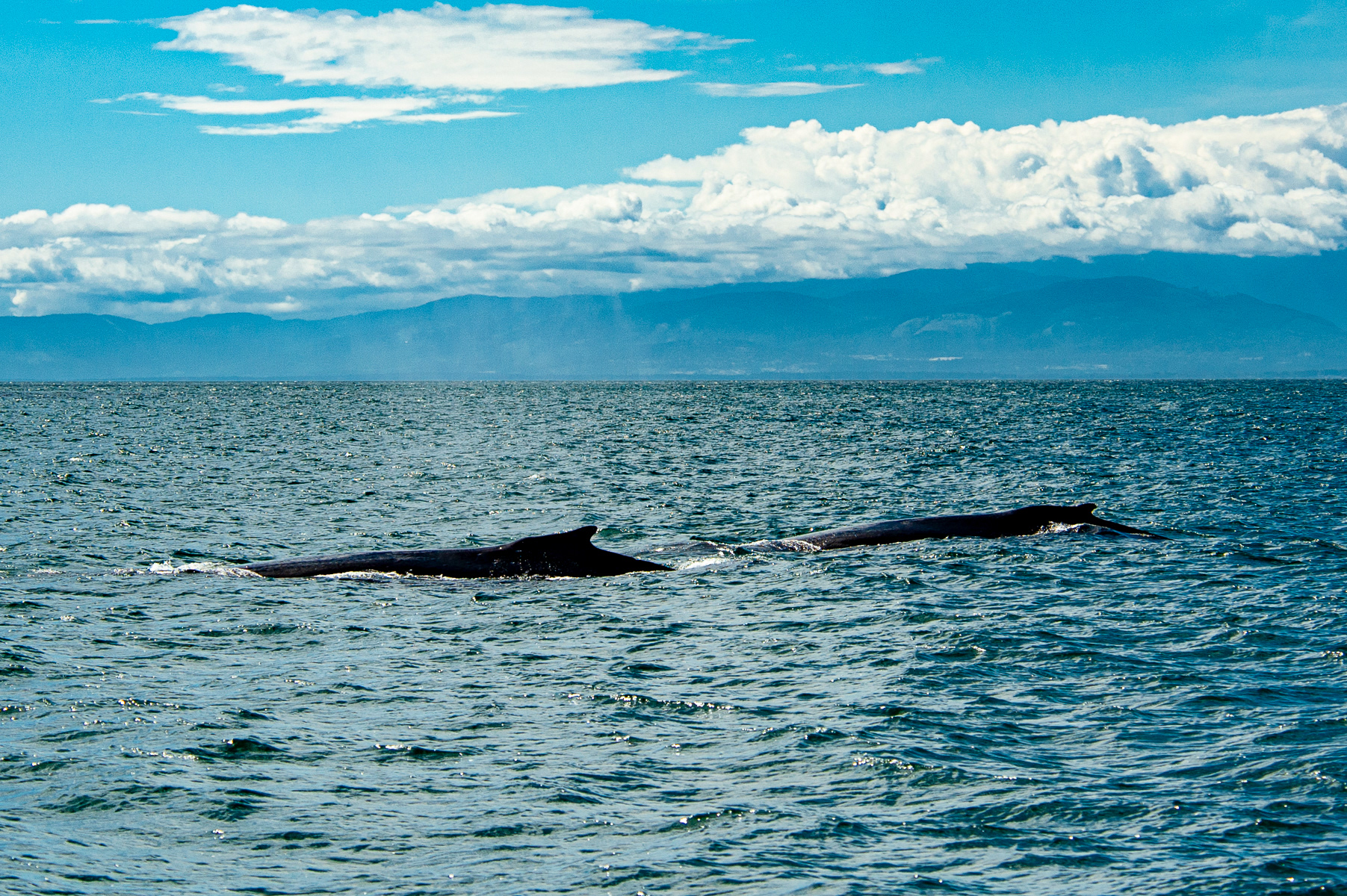 Humpback Whales, Victoria