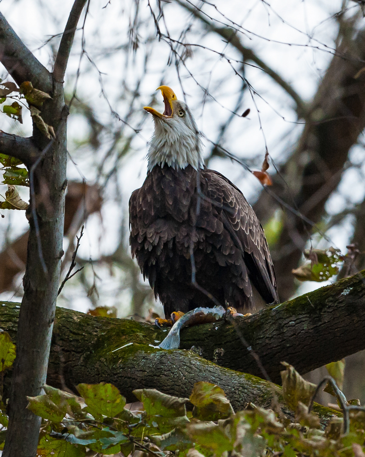 Bald Eagle, Darlington Maryland