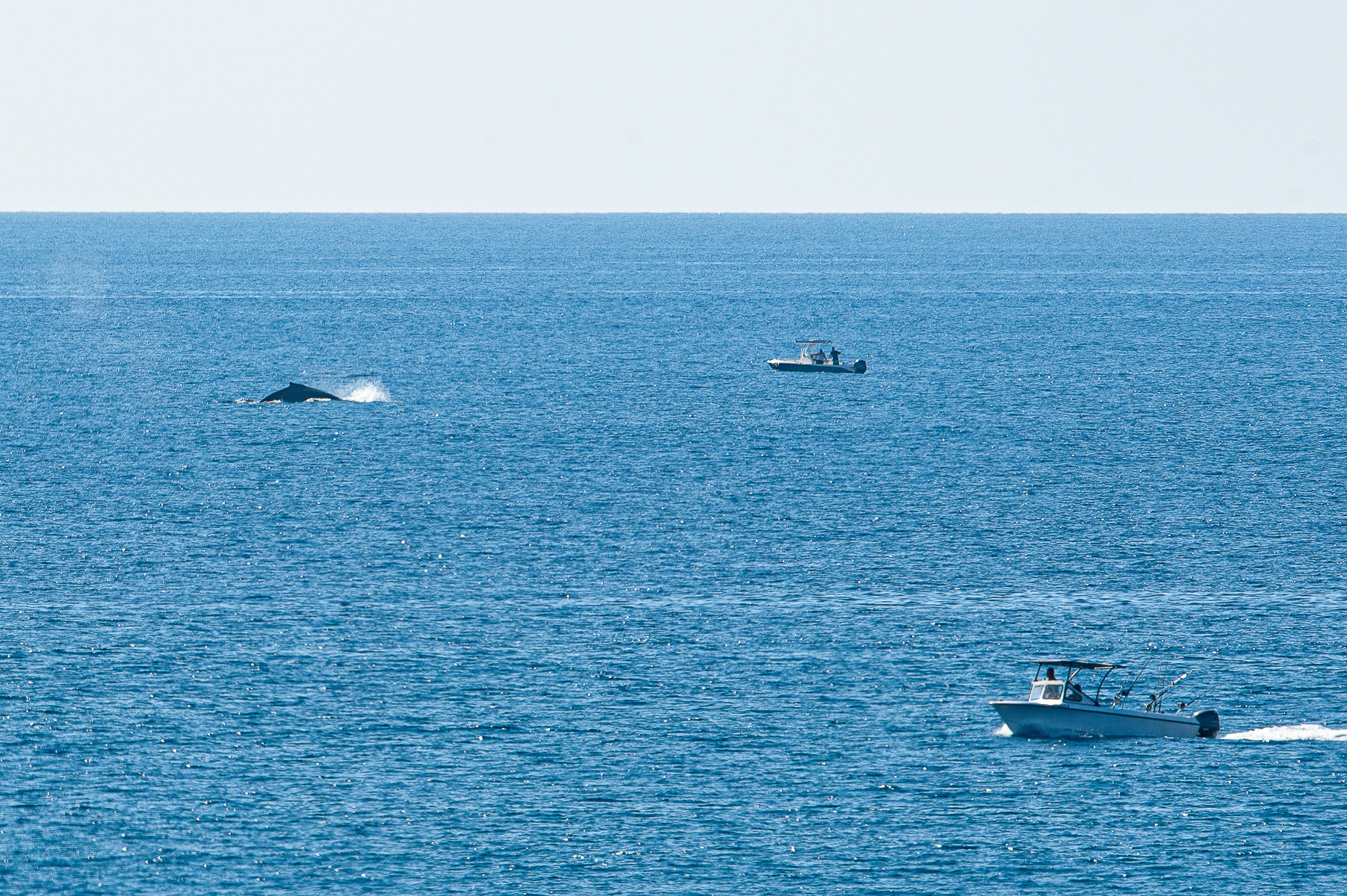 Humpback Whale, Big Island